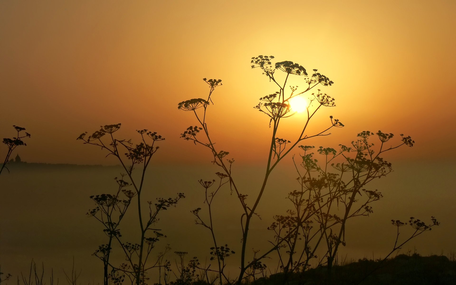 himmel sonne sonnenuntergang pflanze silhouette horizont