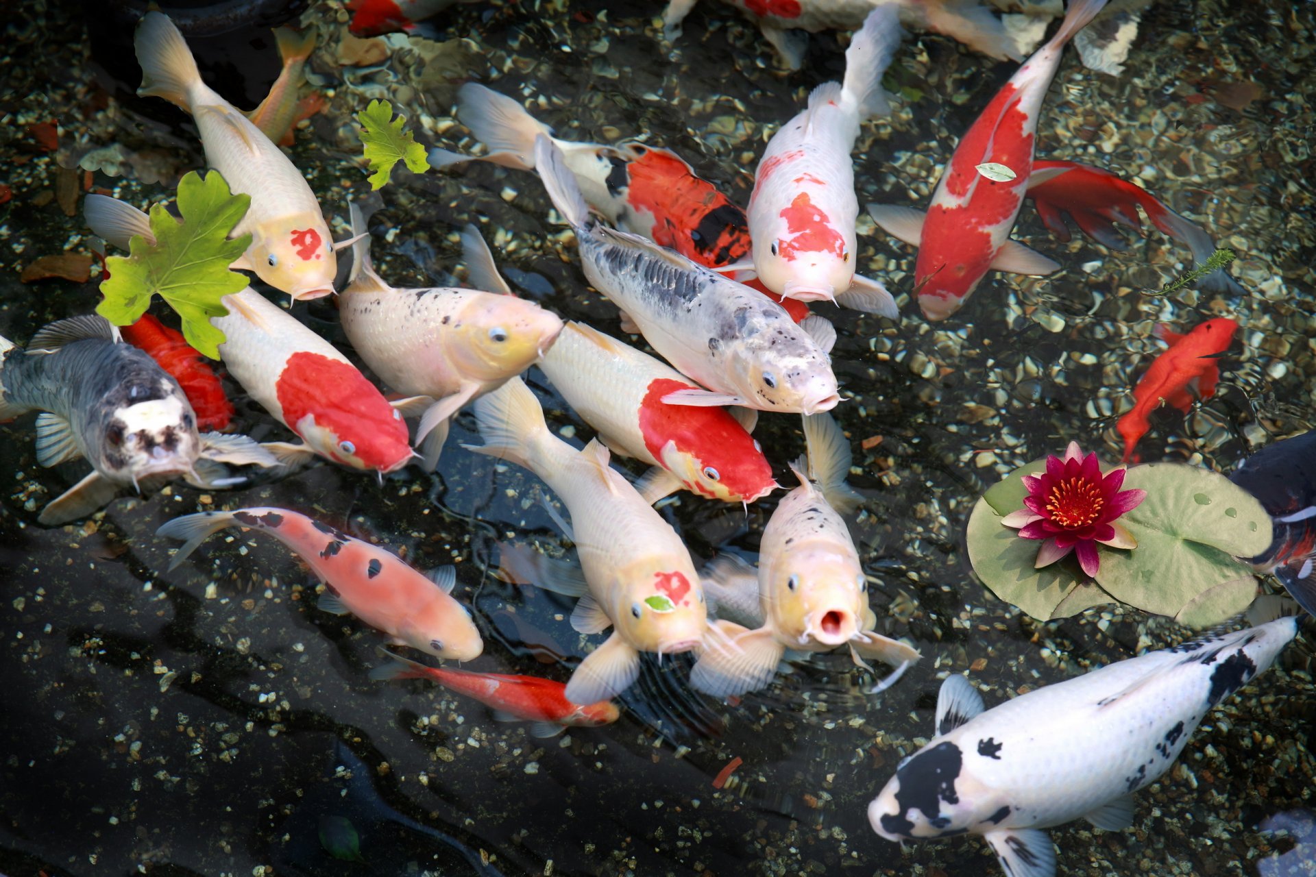 японская рыба фото