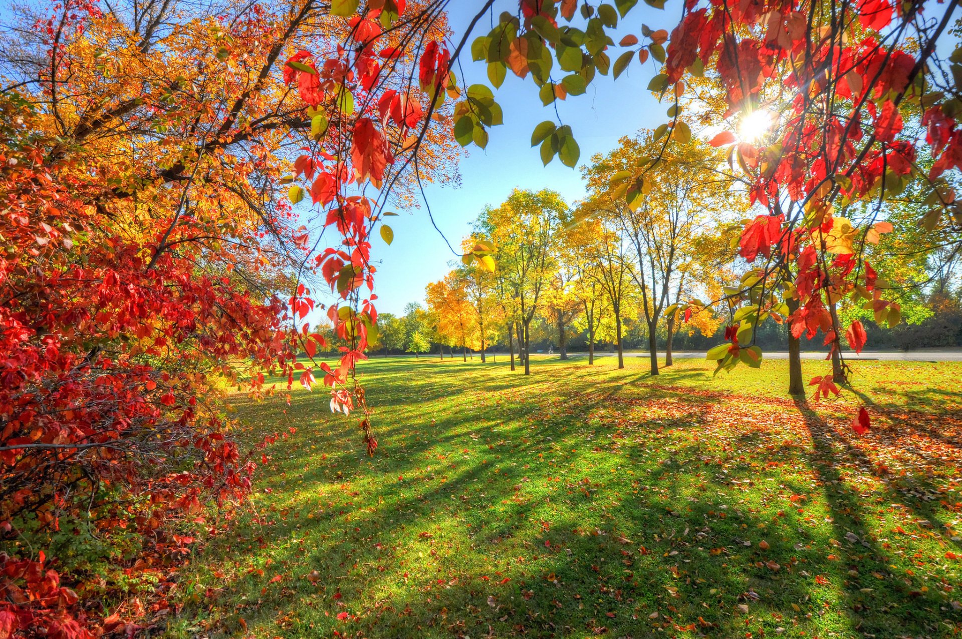 park niebo aleja drzewa liście jesień