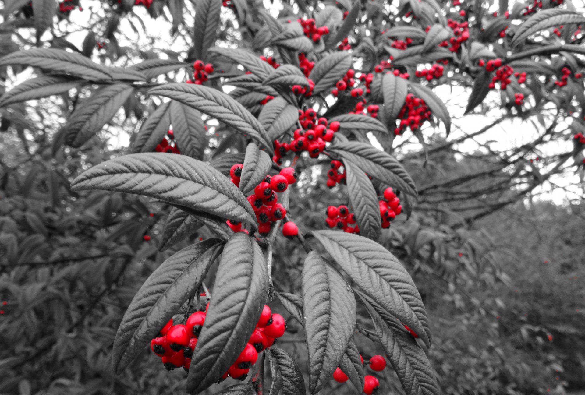 arbre feuilles baies fruits