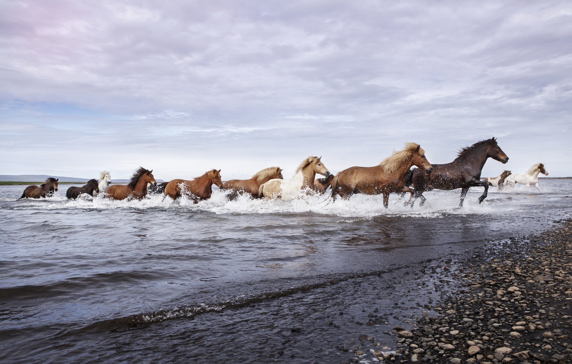 chevaux rivière nature