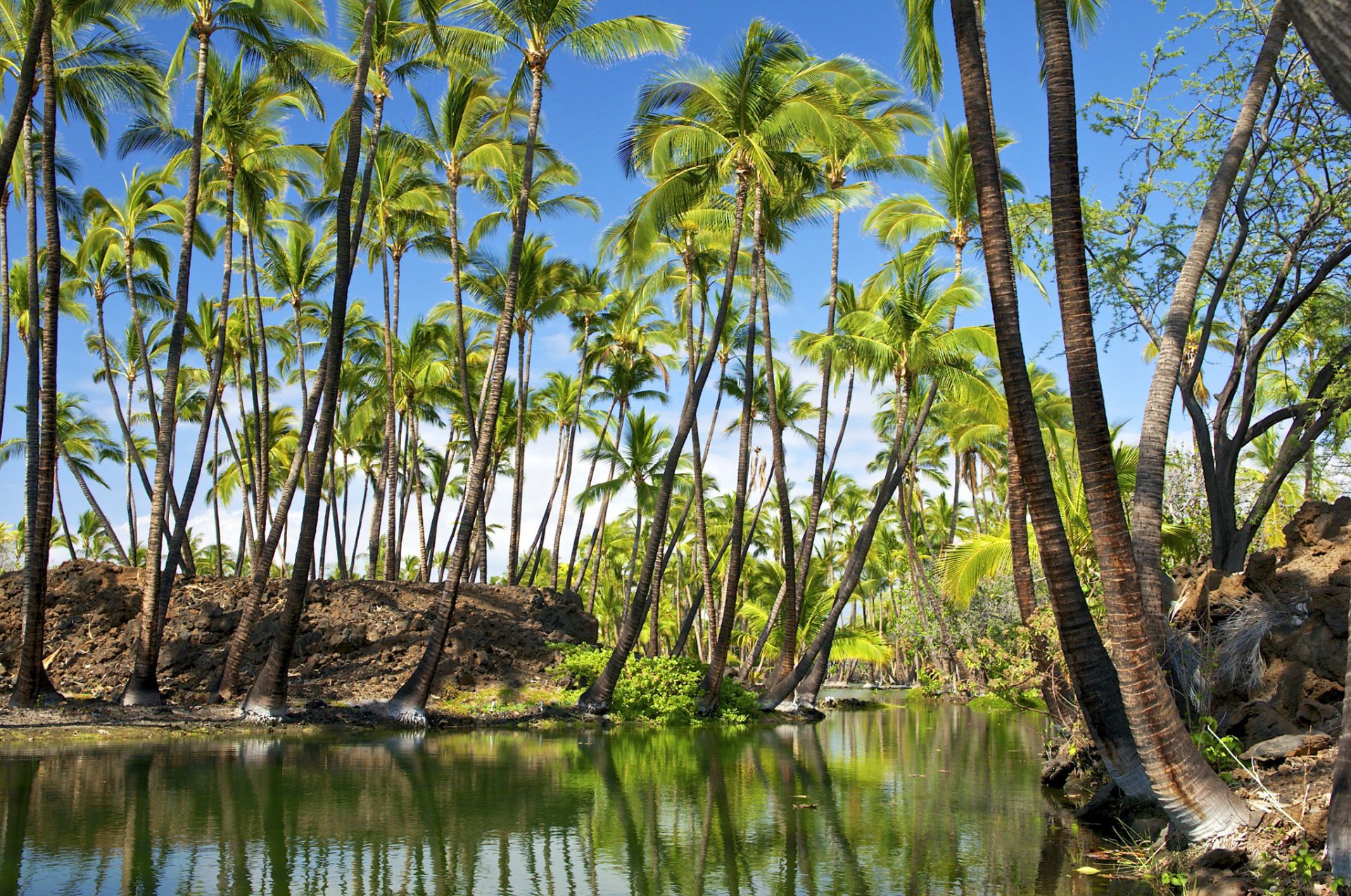 hawaii hawaii ciel palmiers rivière réflexion