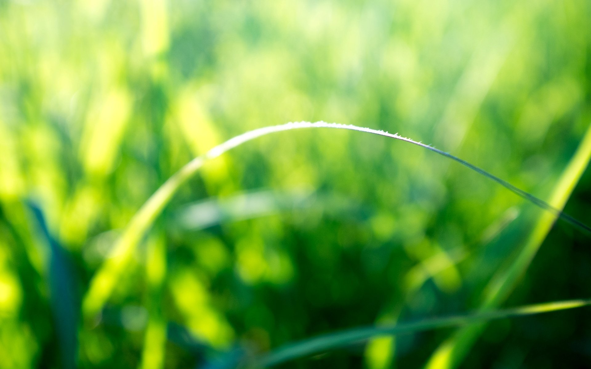 nature macro tige verdure soleil rayons matin jour matin fond