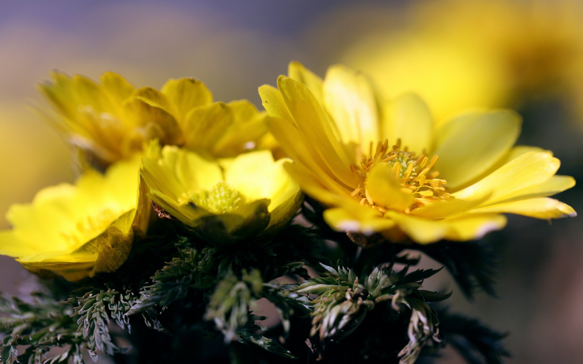 fleurs nature fond