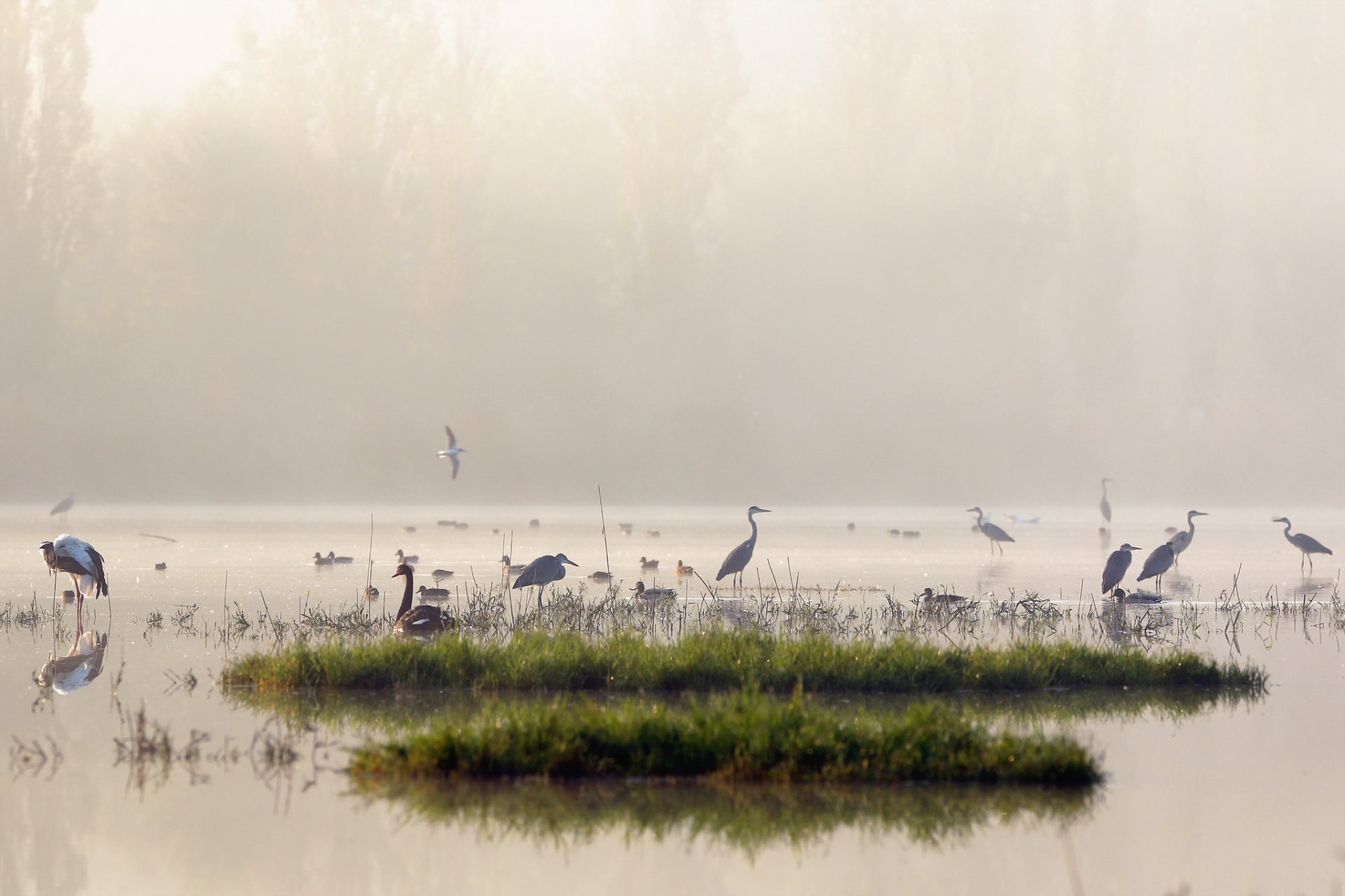 morning lake fog birds nature