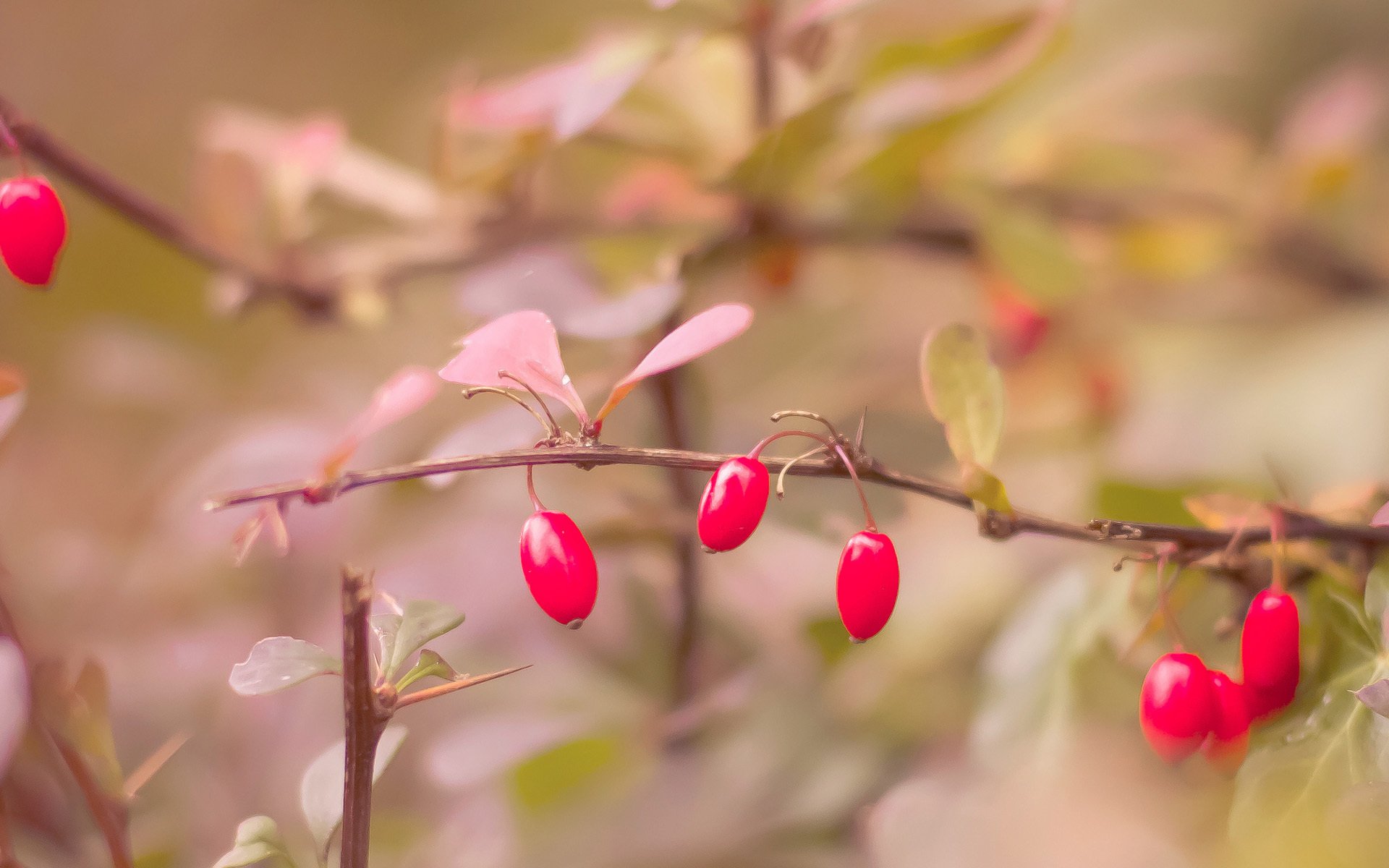 autunno bacche rosso foglie rami cespuglio