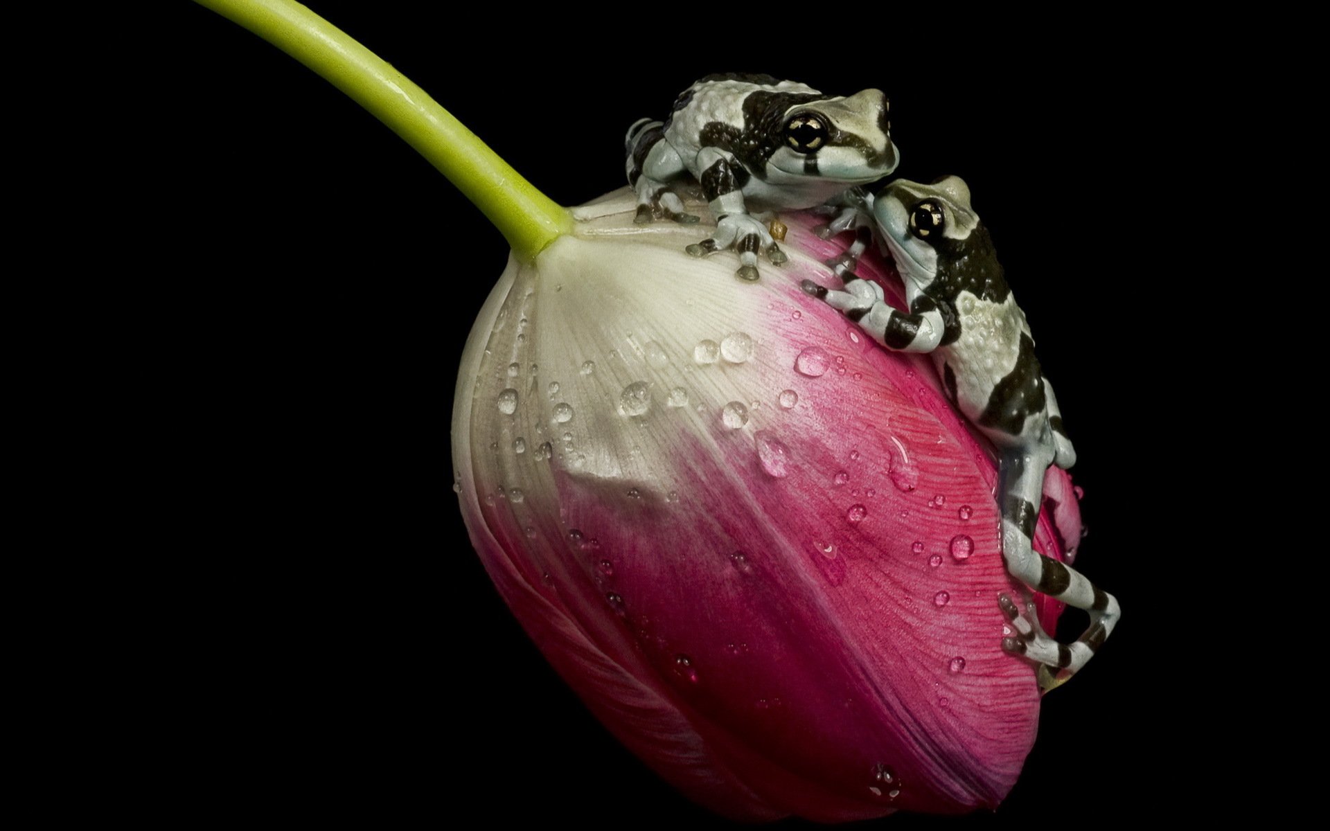 amazon latte rana tulipano anfibi