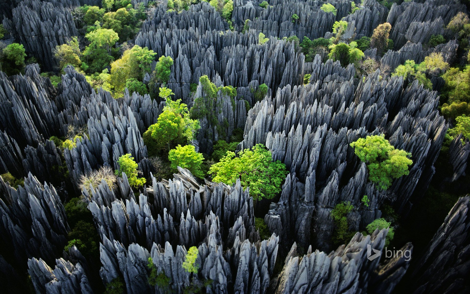 tsingy de bemaraja park narodowy madagaskar skały drzewa