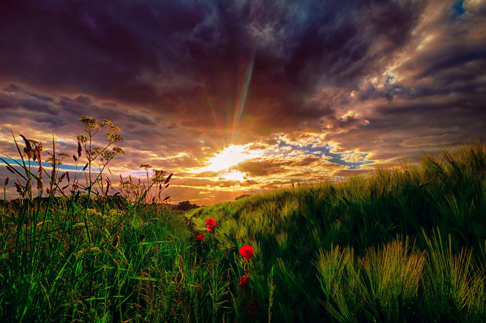 ciel nuages soleil coucher de soleil rayons herbe champ pré fleurs