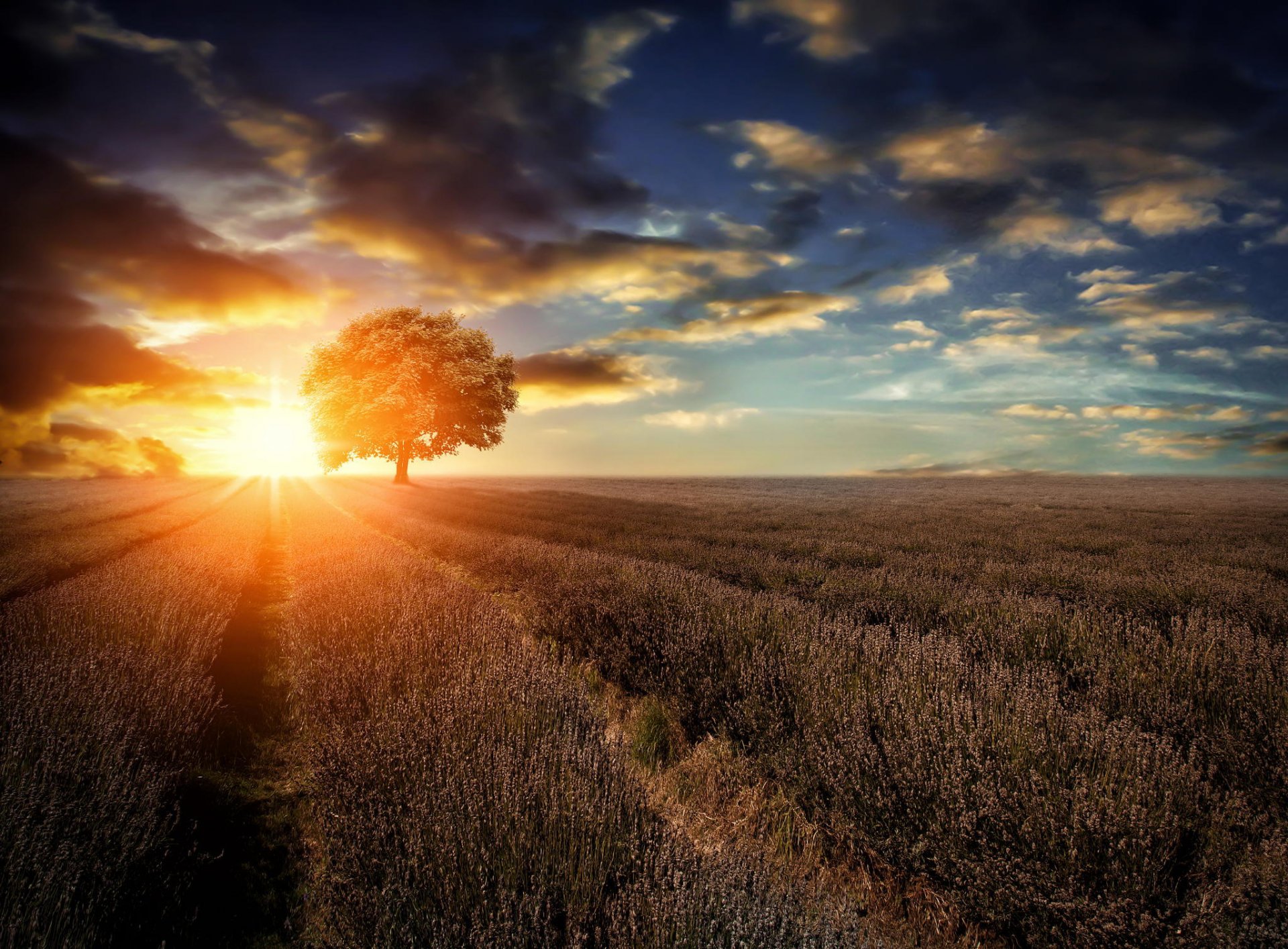 campo paisaje árbol lavanda