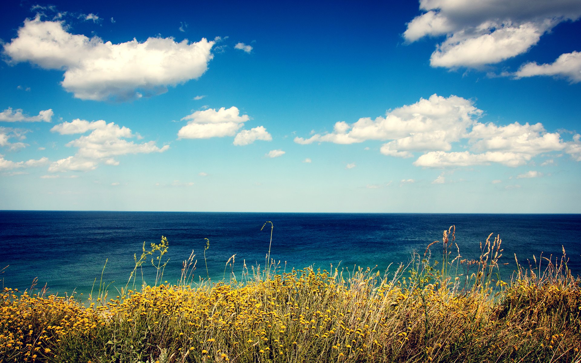 mare vista riva erba fiori nuvole