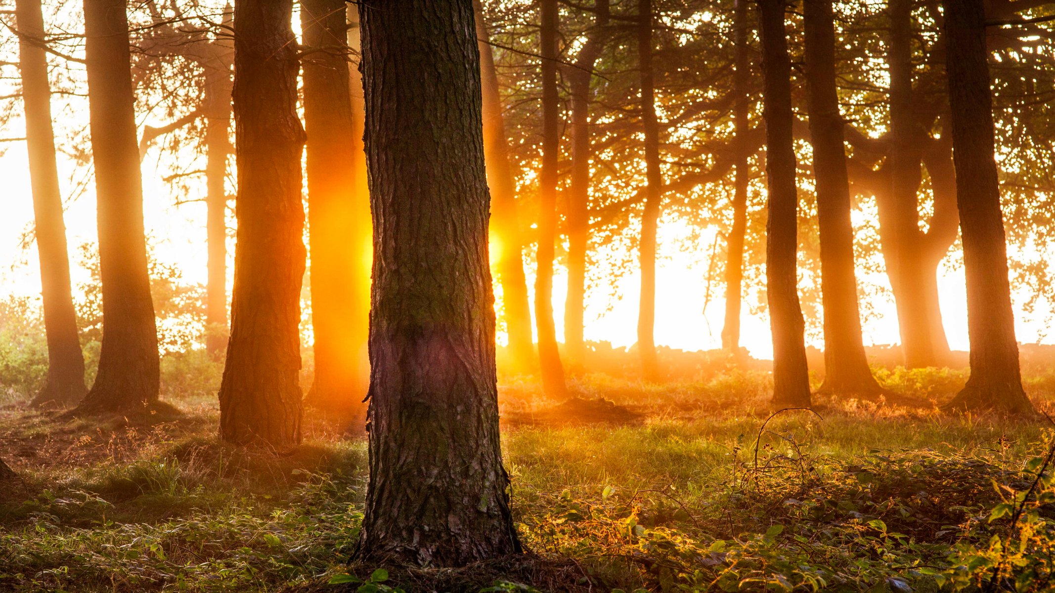 las drzewa światło natura