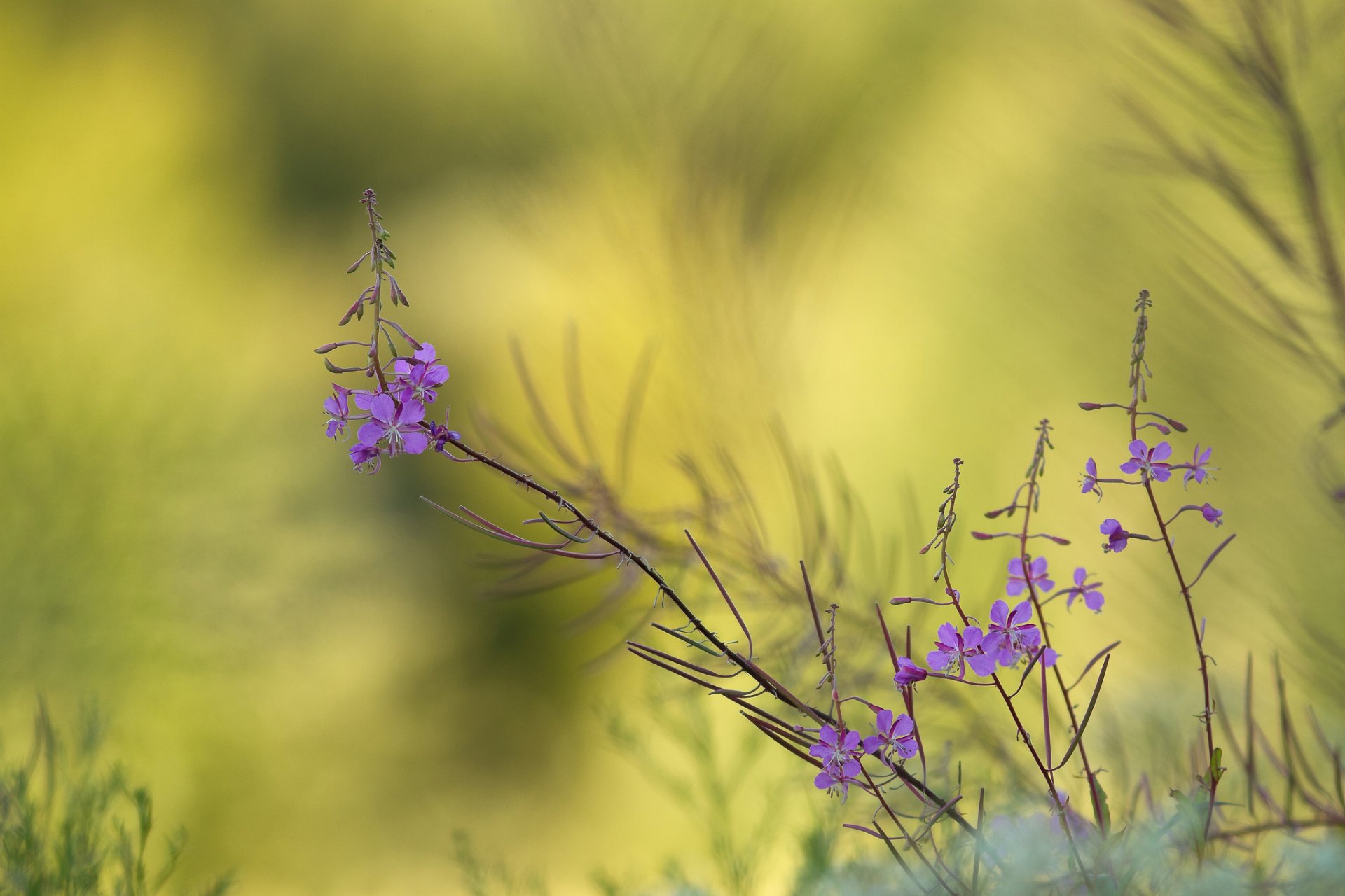 plant flower purple background