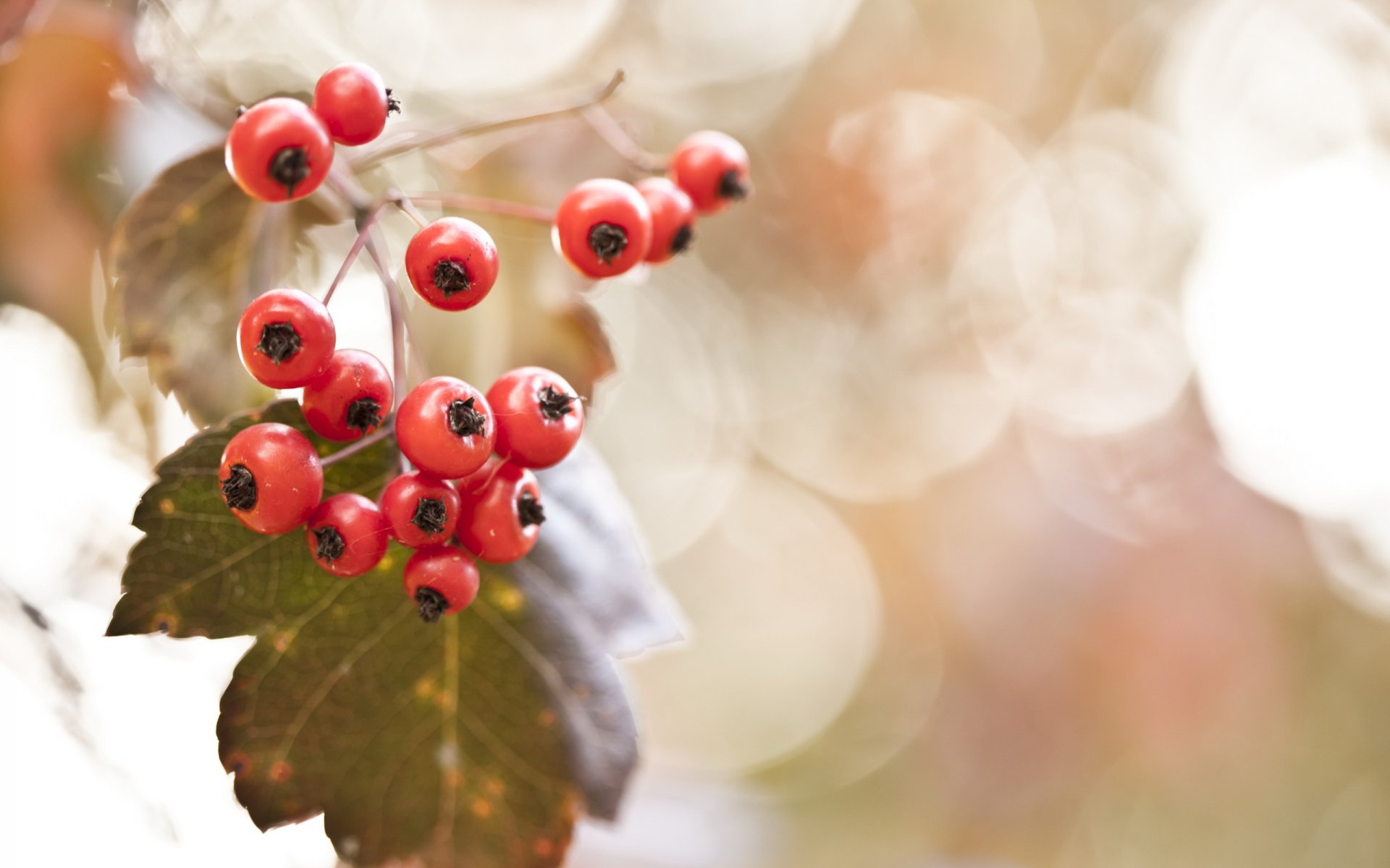 berries nature background