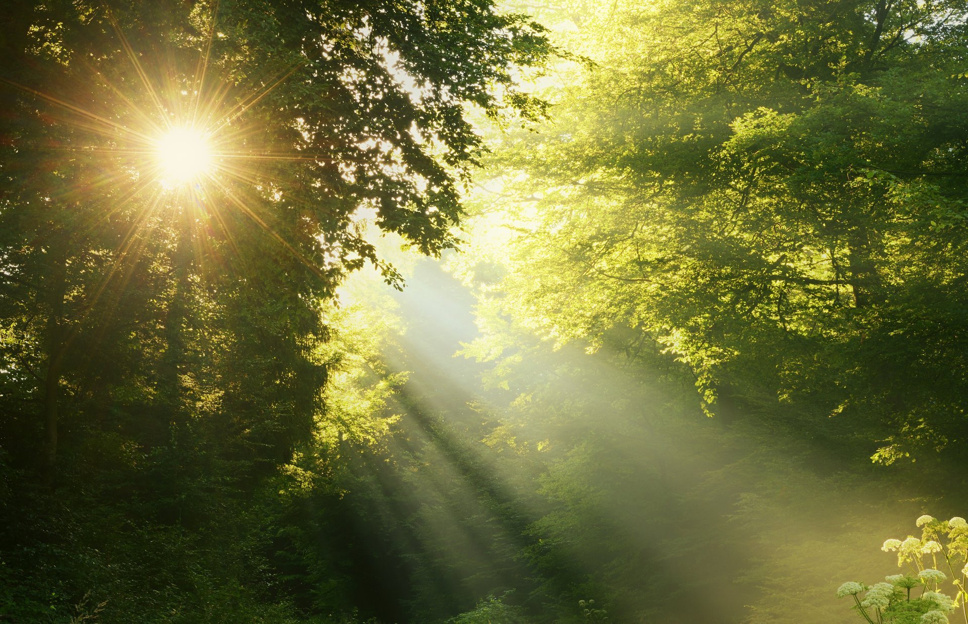 wald bäume sonnenstrahlen