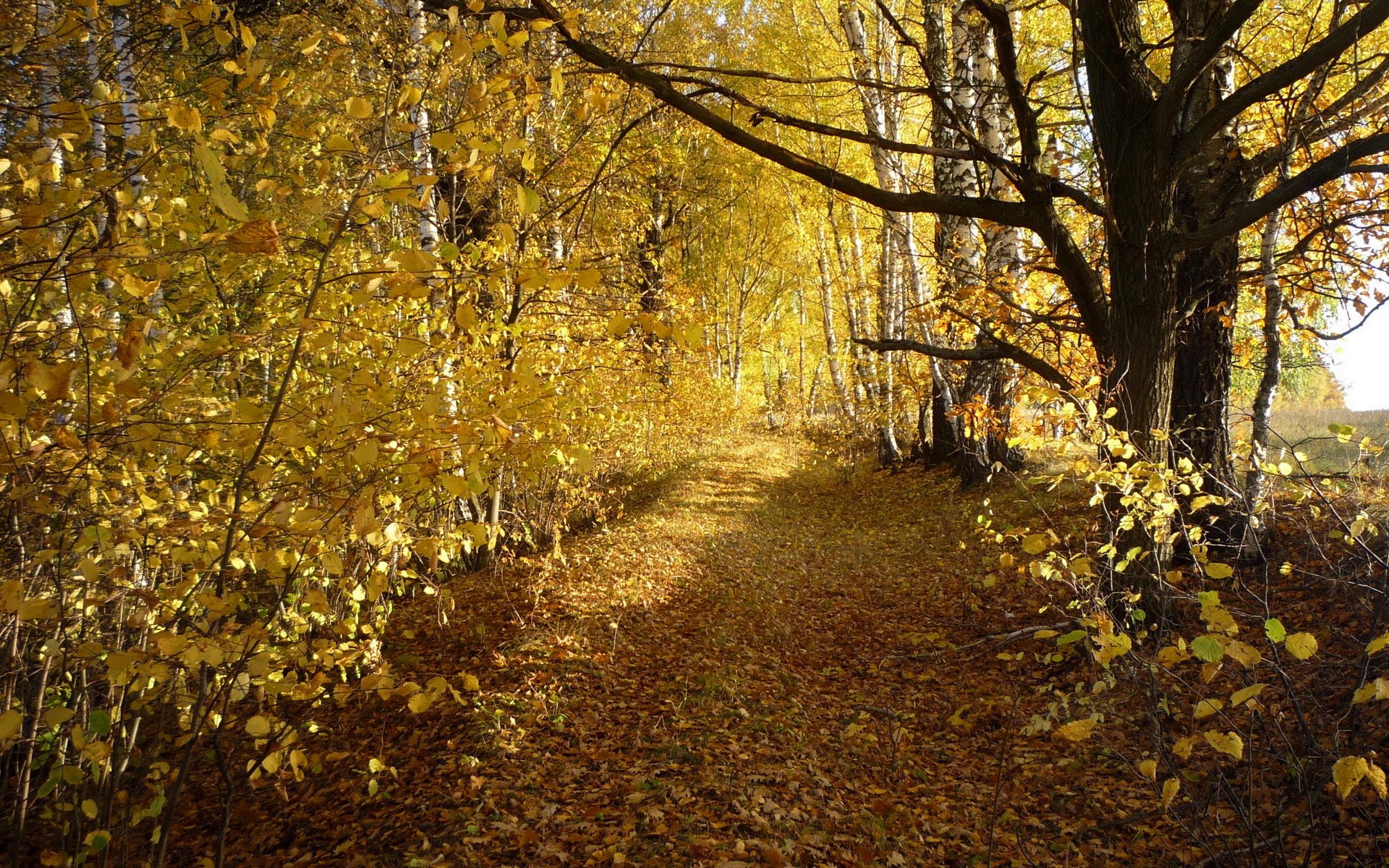 arbres route automne bouleaux feuilles bosquet