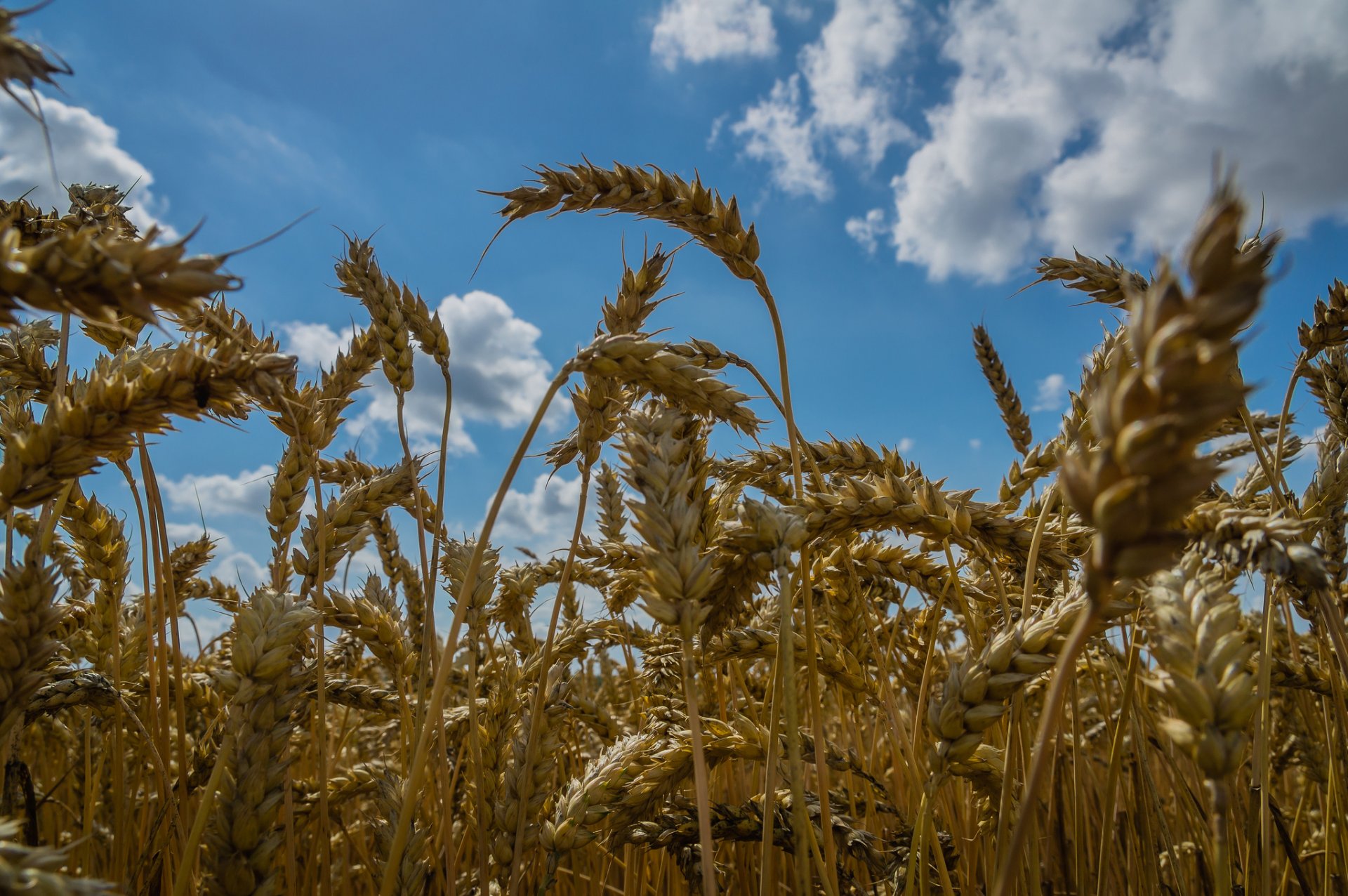 campo grano spighe cielo