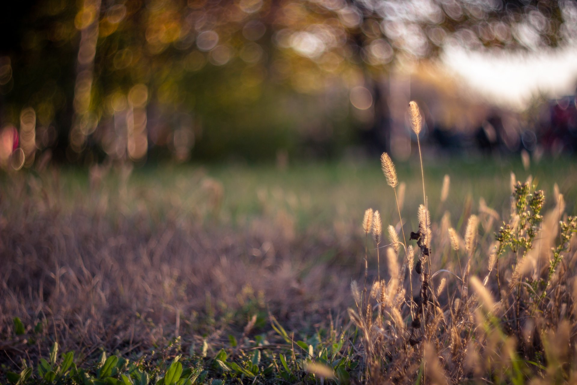 lawn grass spikes reflections bokeh