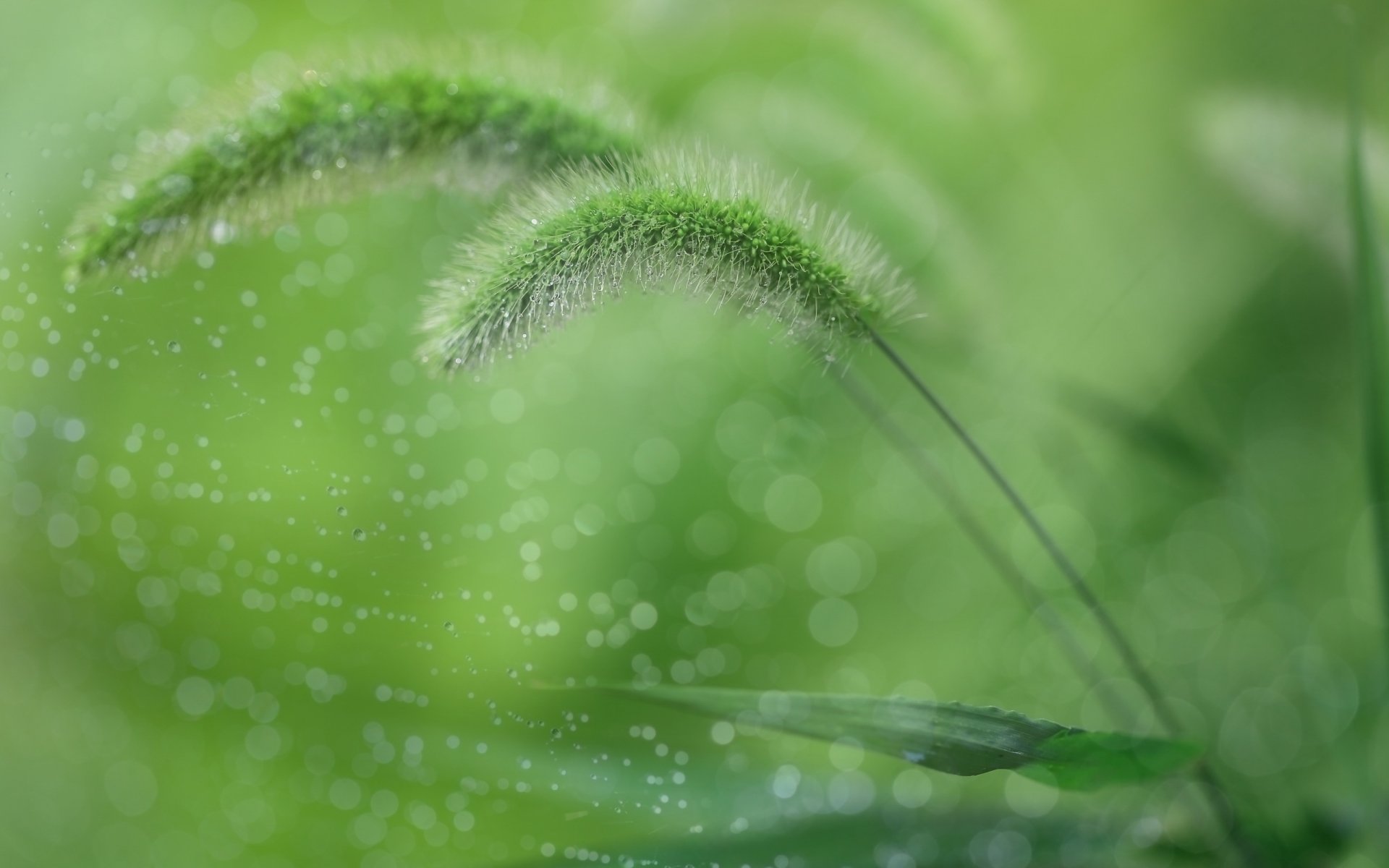 grass nature close up