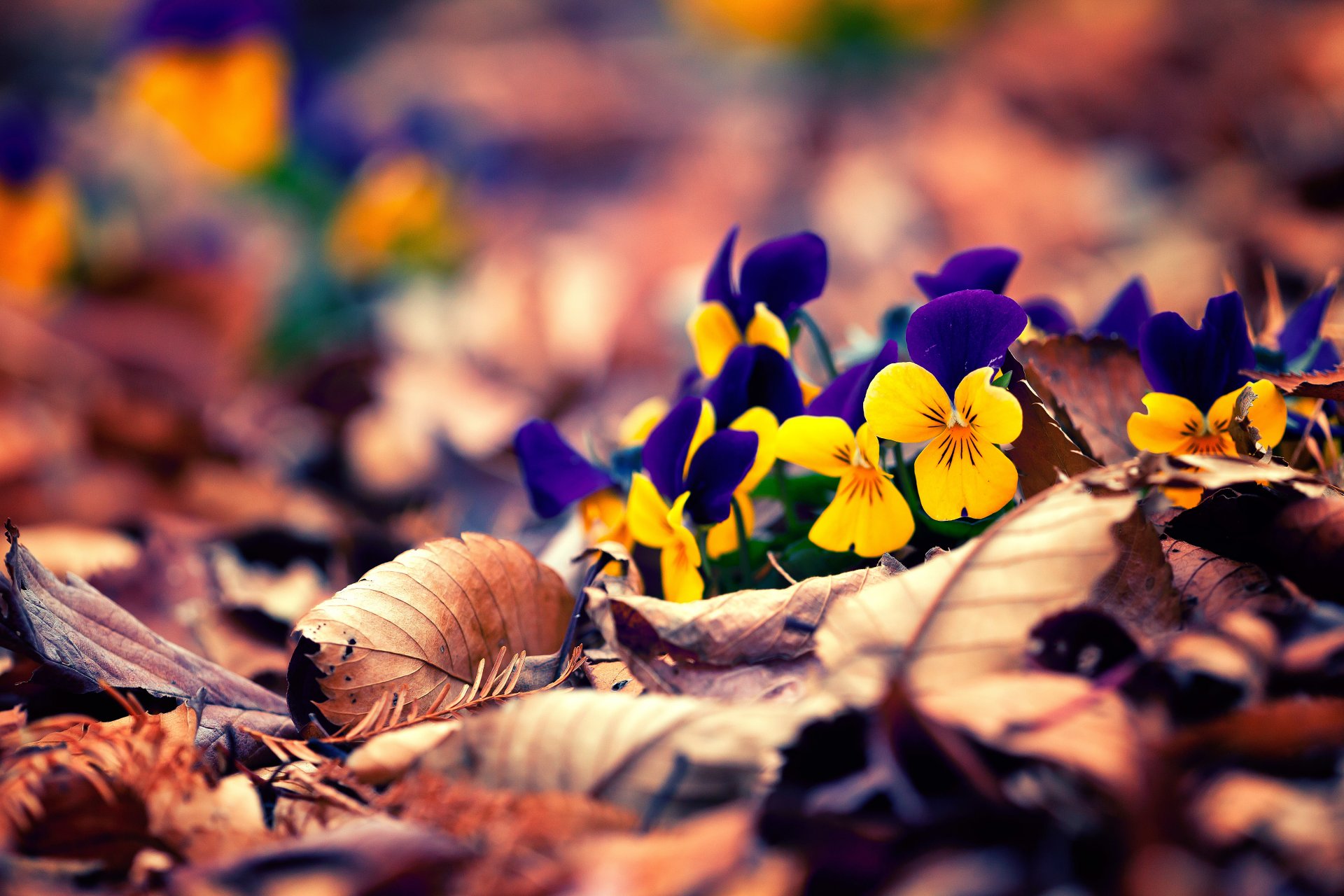 fleurs feuilles bokeh automne