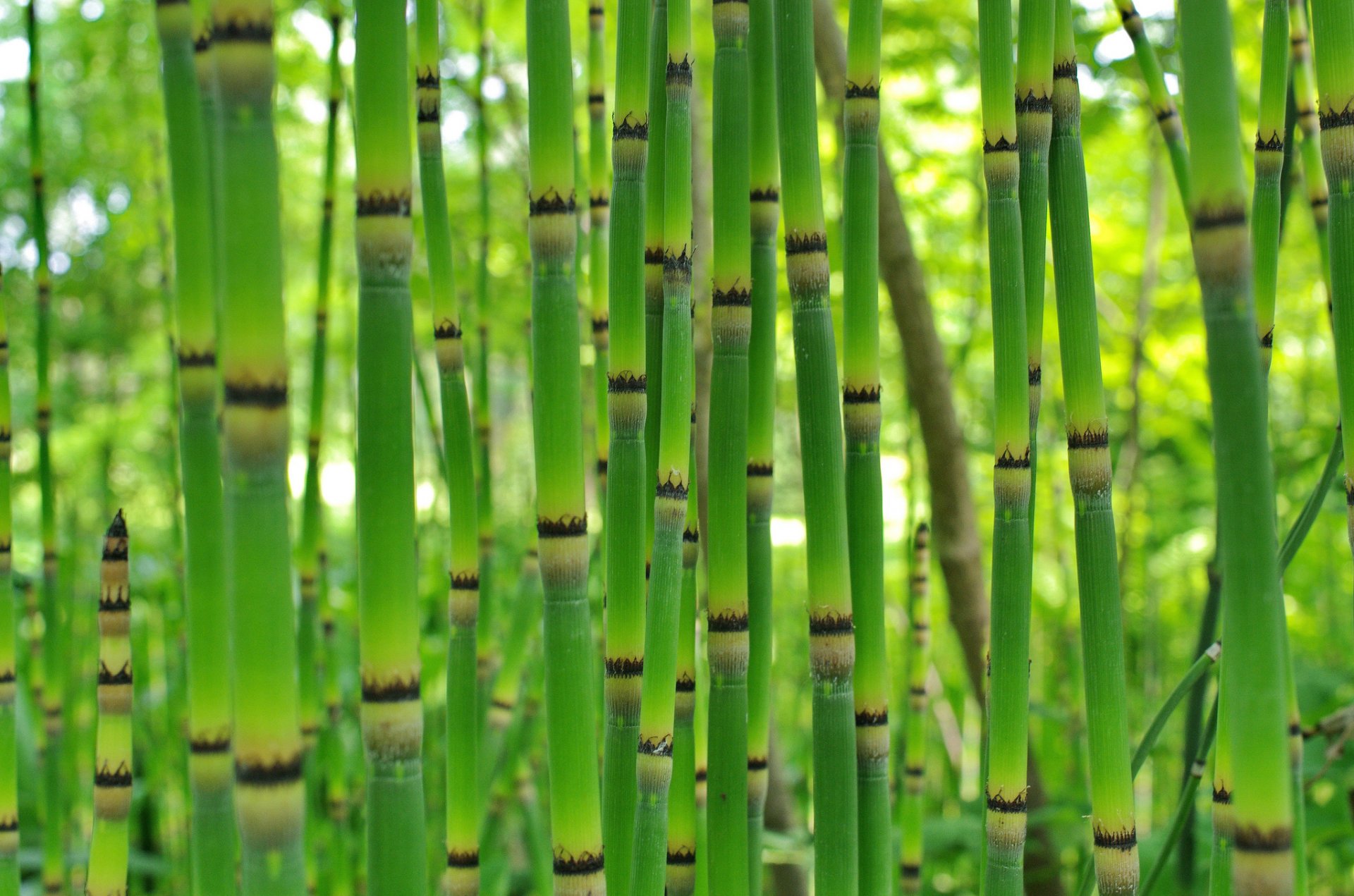 bambú matorral planta