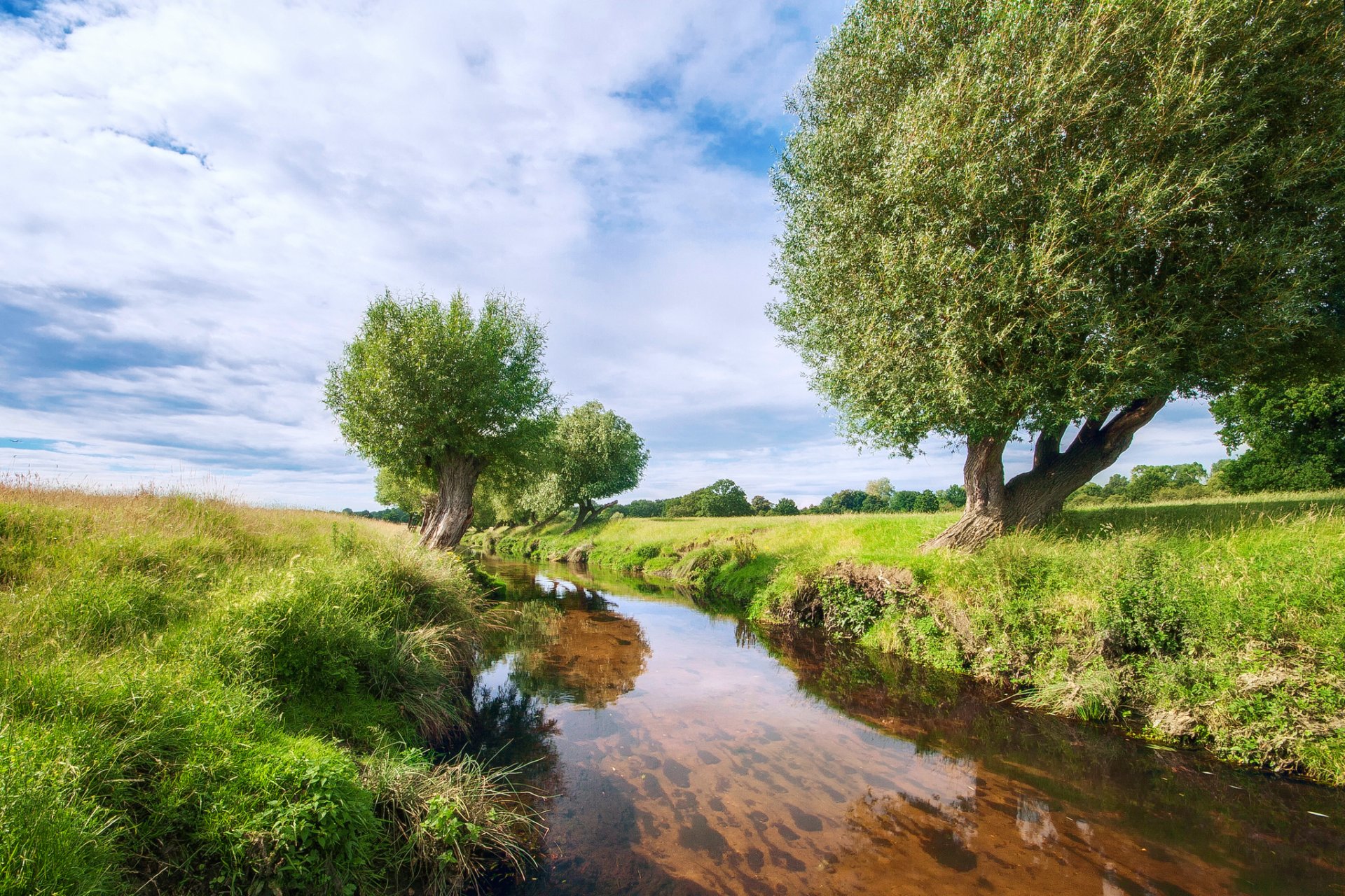 natura fiume alberi salici