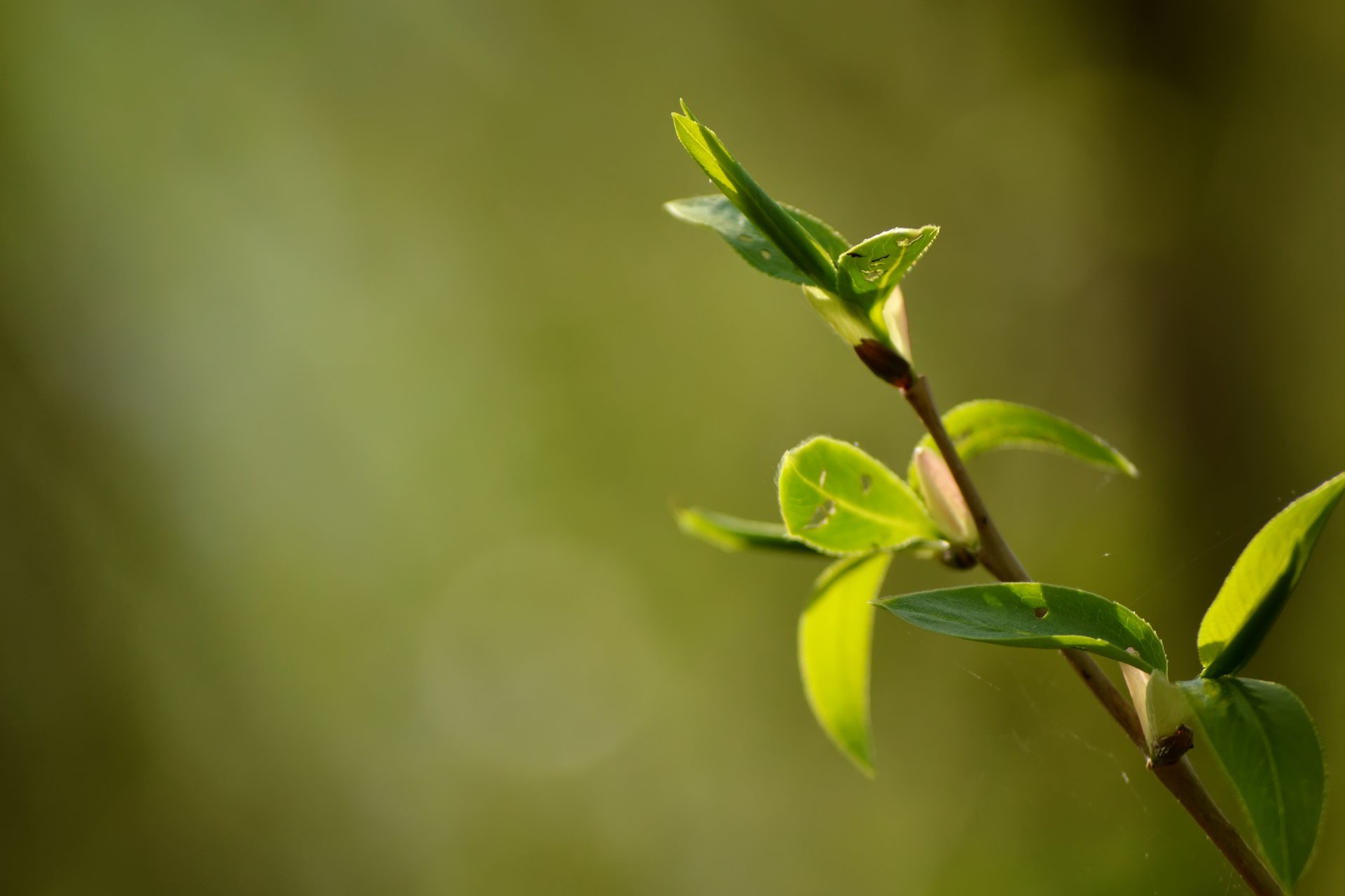 bokeh liście światło słońce wiosna