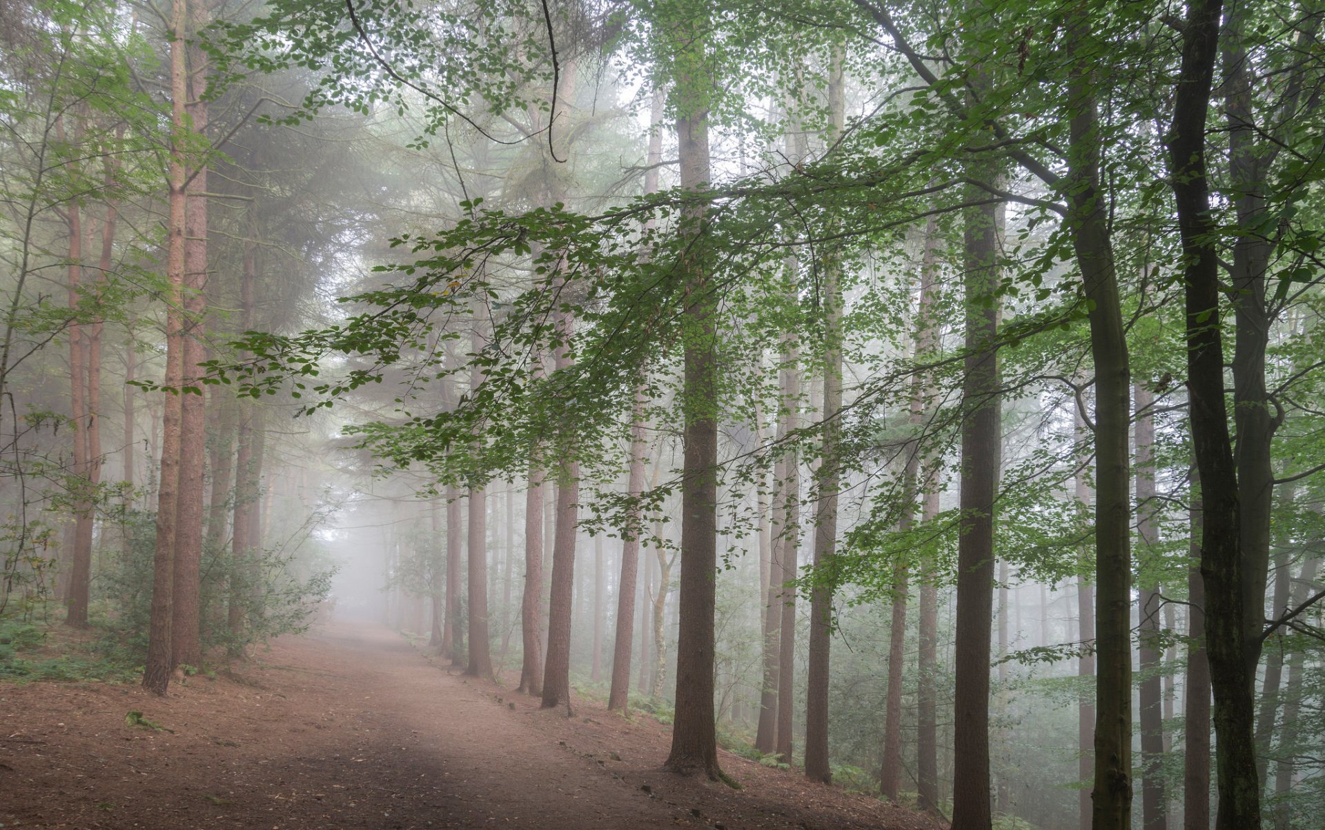 foresta strada alberi nebbia