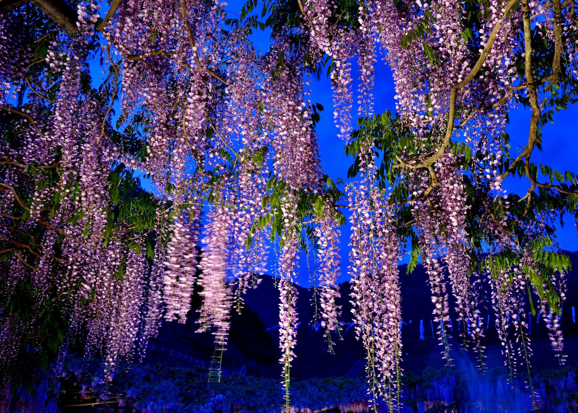 cielo montagne albero fiori glicine