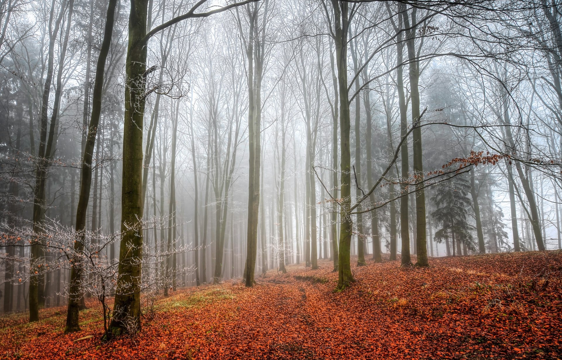 bosque otoño niebla