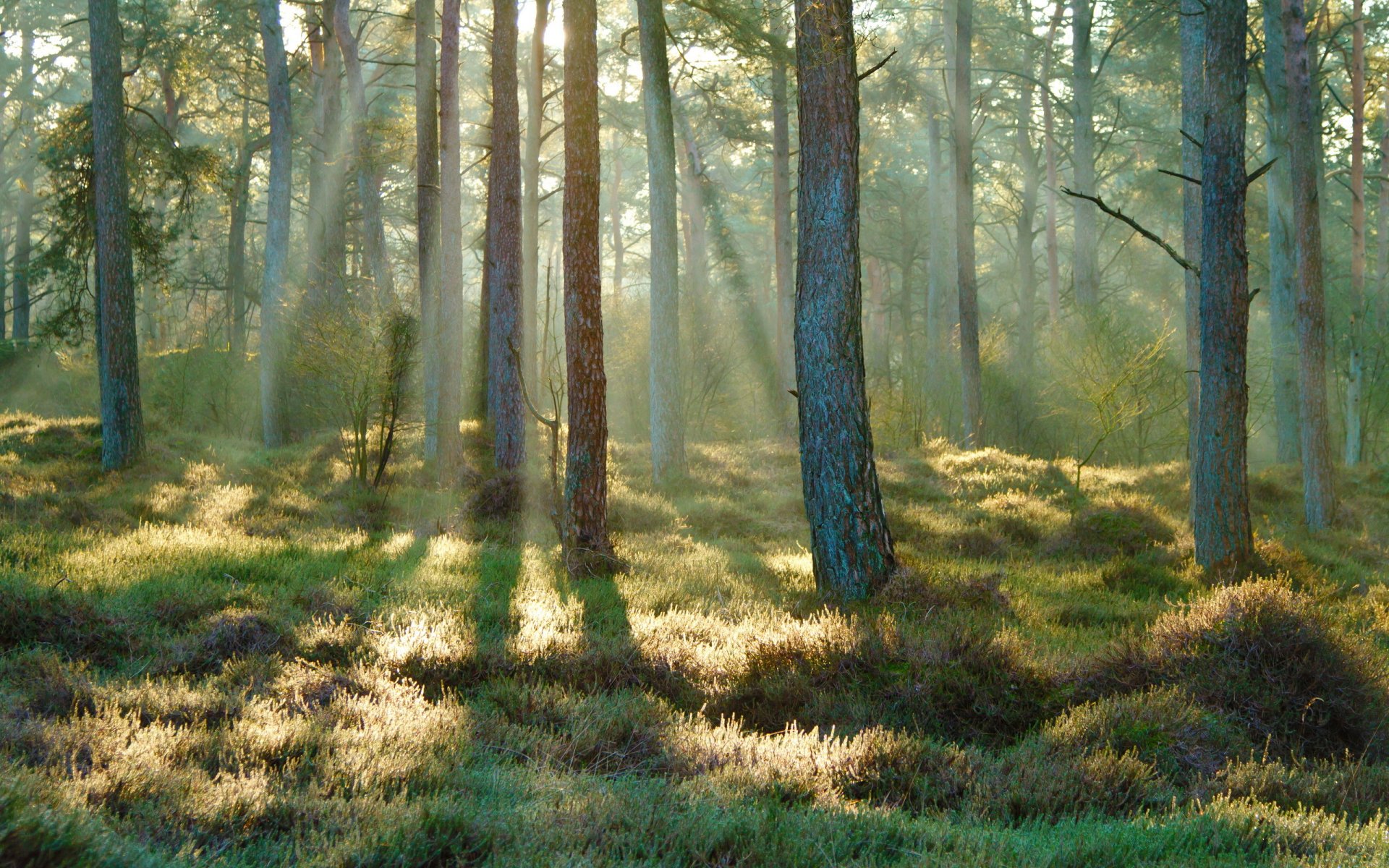 frühling wald sonnenstrahlen morgen