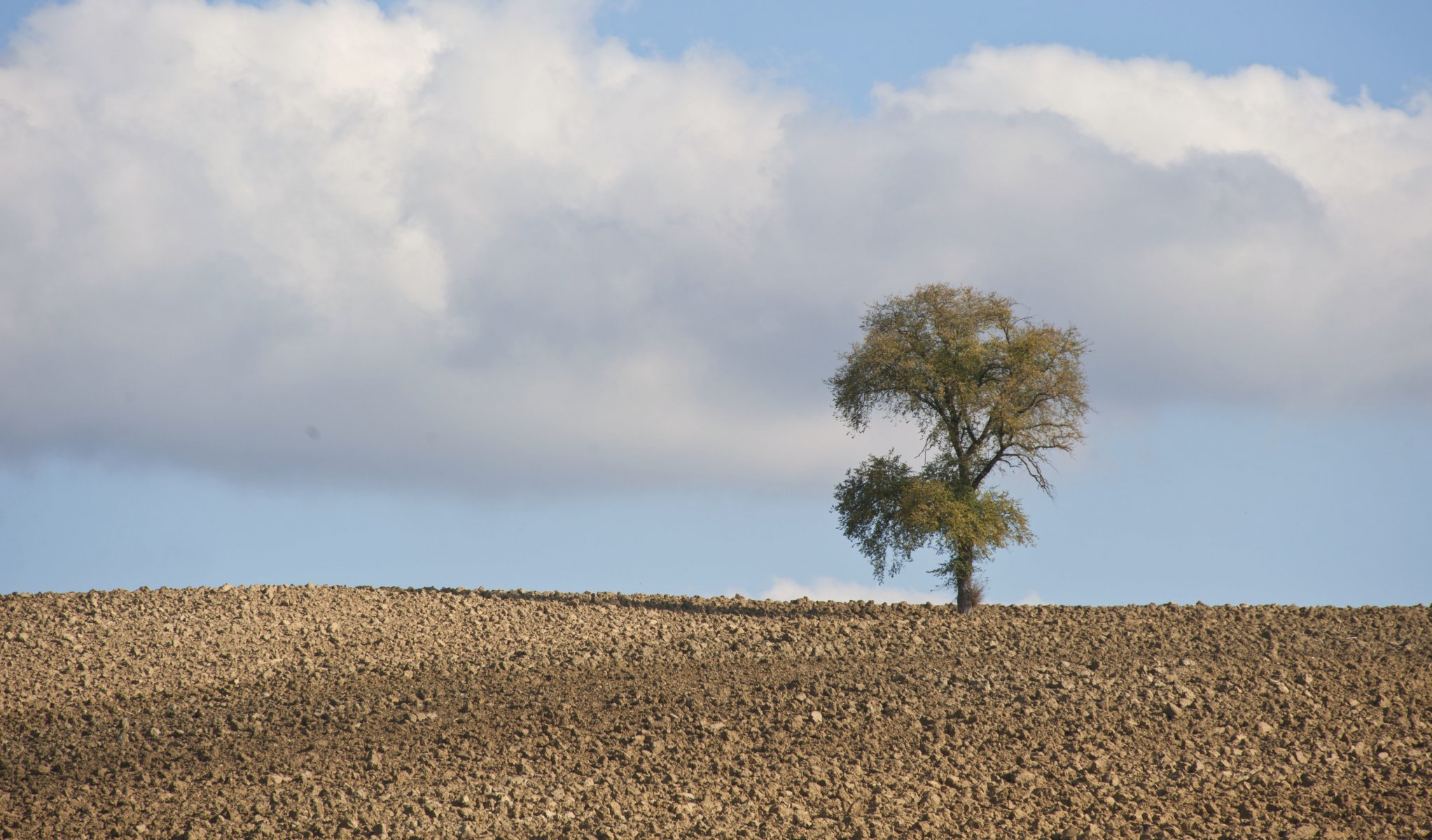 tree sky cloud