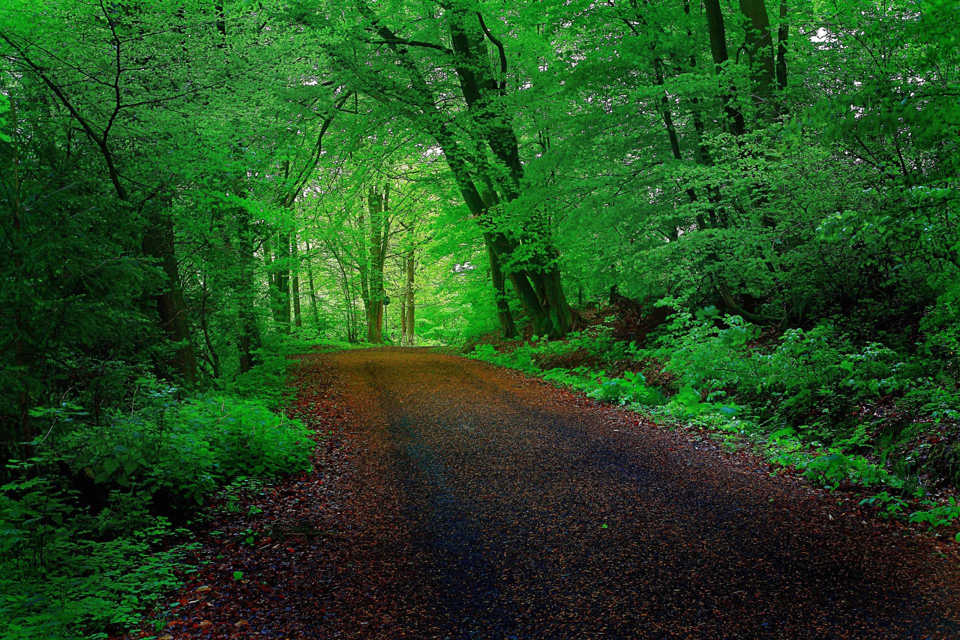 foresta alberi strada tunnel