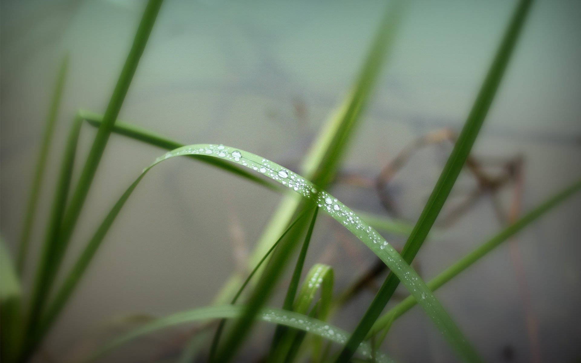 erba verde acqua gocce