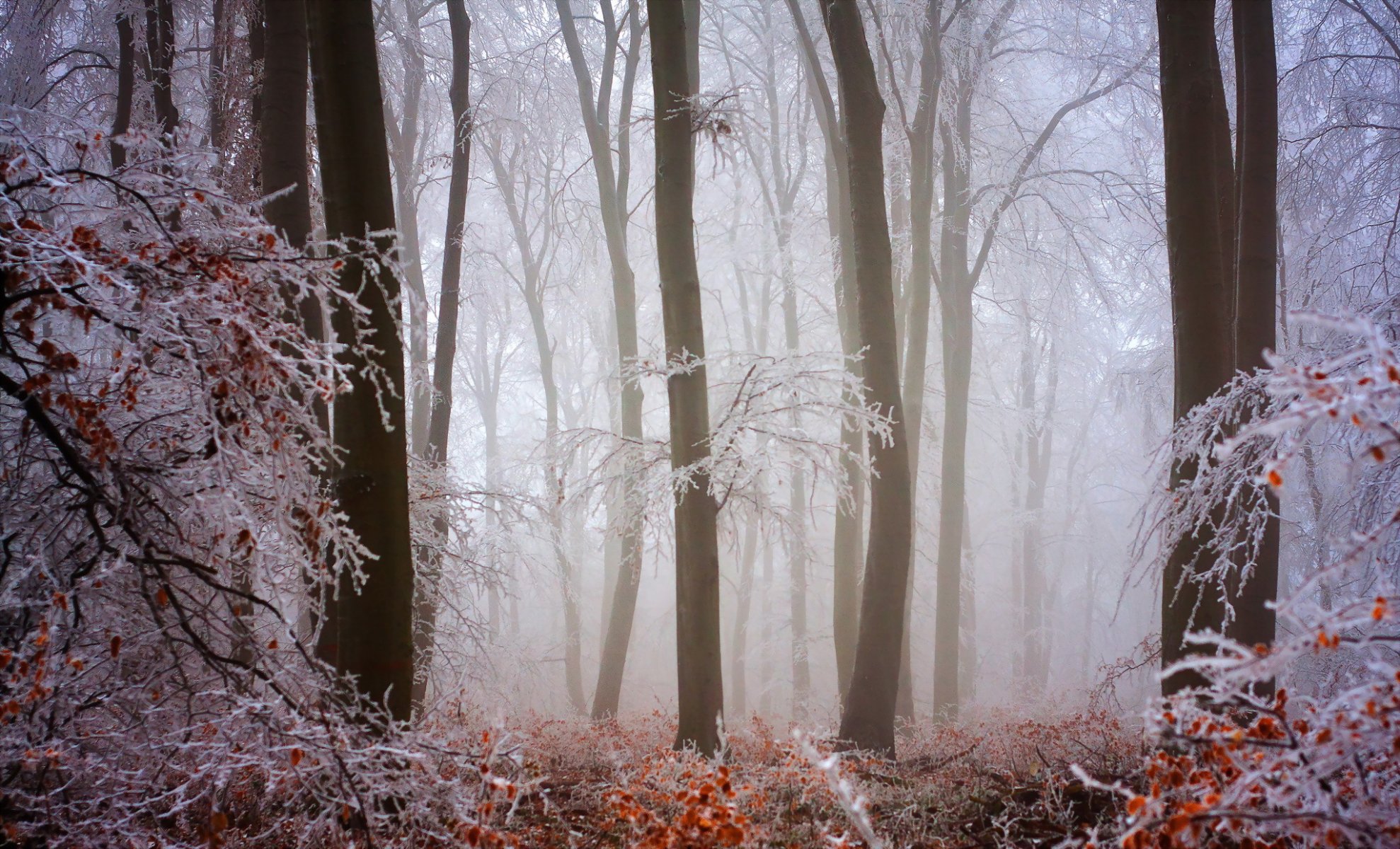 foresta natura inverno