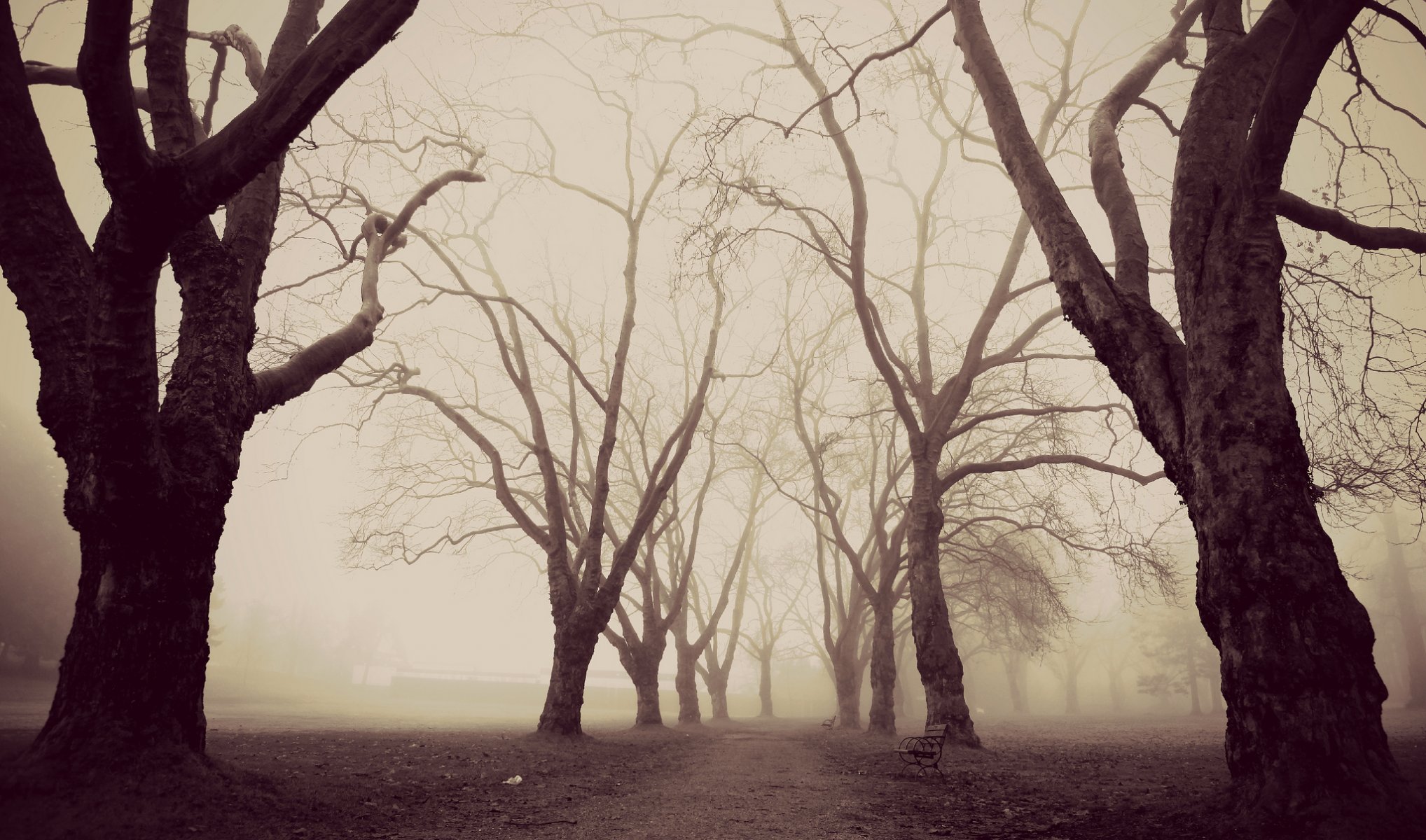 parque árboles niebla naturaleza