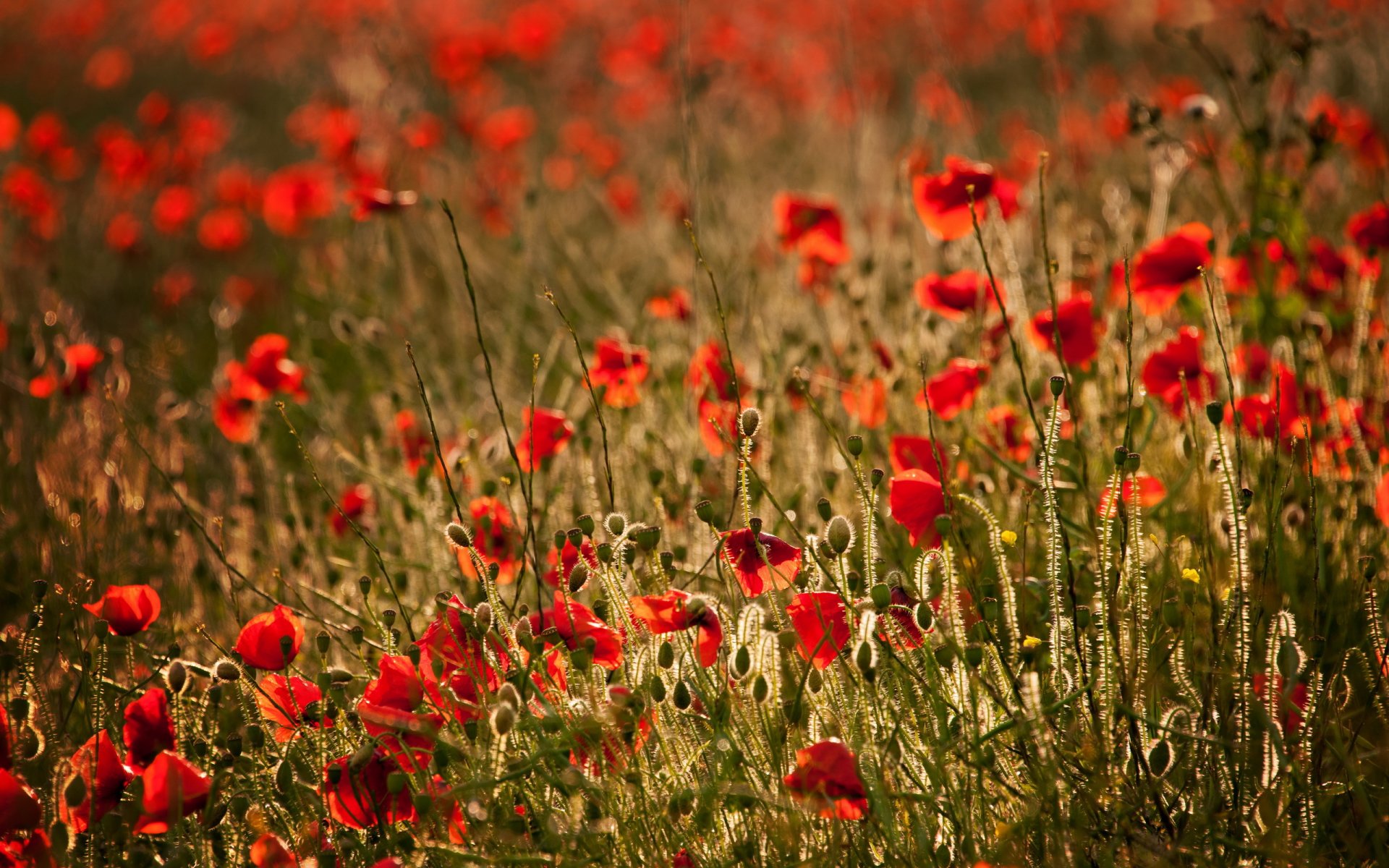 the field poppies landscape summer nature