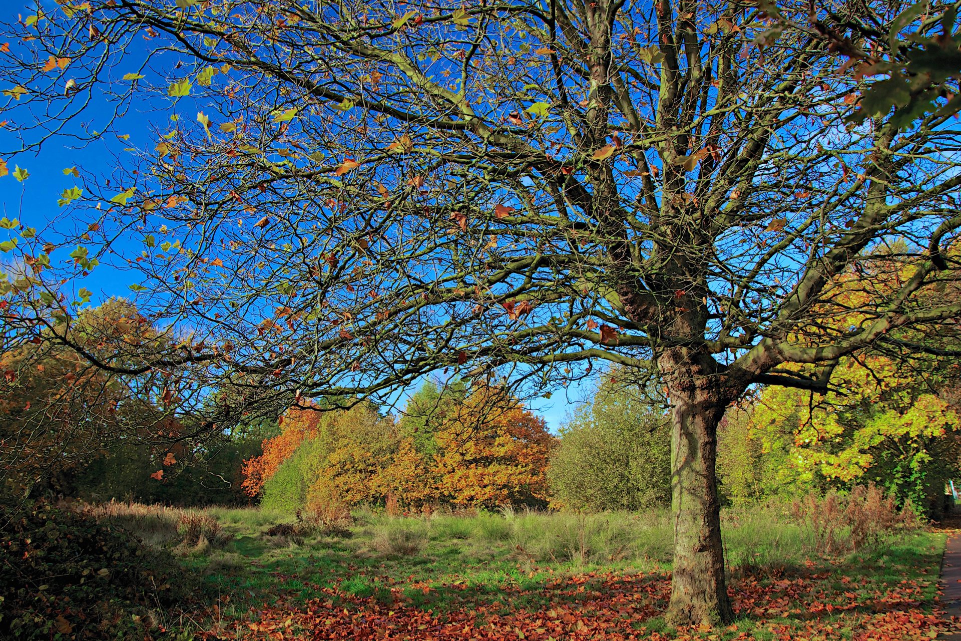 ky park forest tree leaves autumn