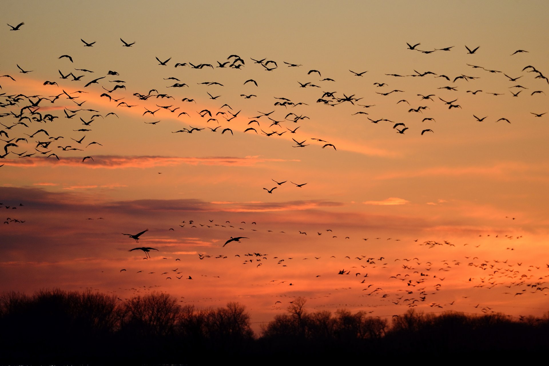 nature sky birds silhouettes flight sunset