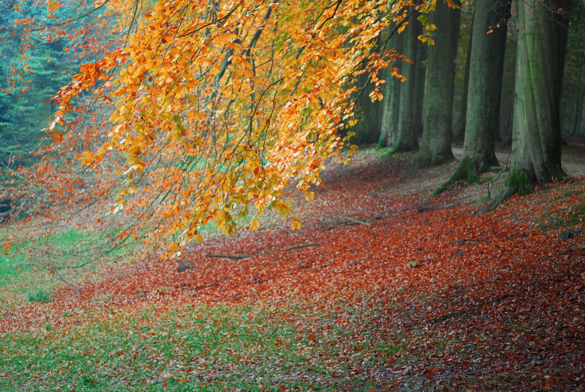 park las drzewa liście jesień