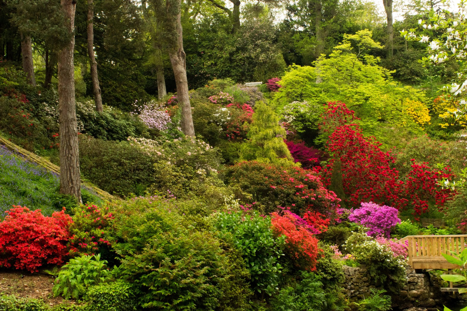 royaume-uni bodnant jardins pays de galles parc jardin arbres buissons fleurs azalée