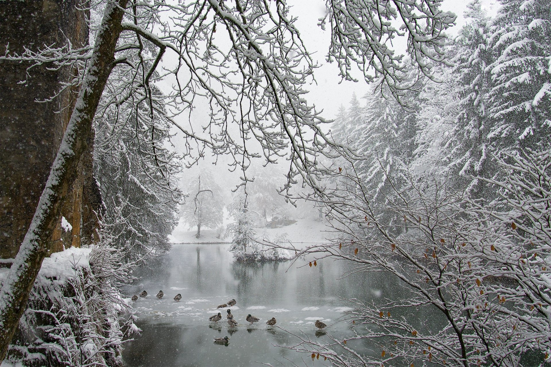 parco stagno ghiaccio neve inverno anatre nevicate