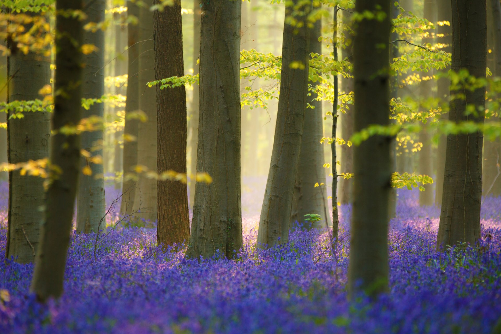 nature printemps arbres forêt fleurs lumière