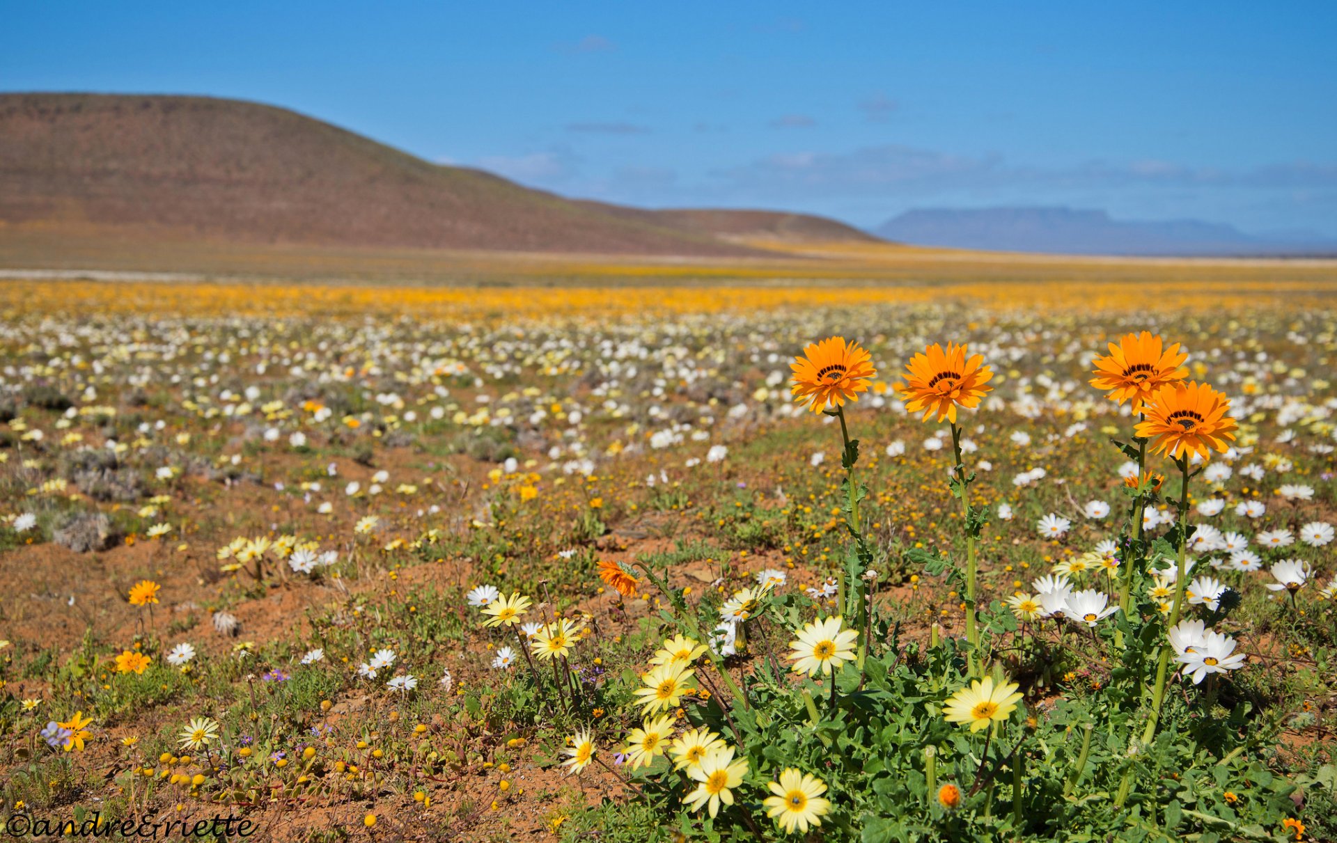 ciel montagnes pré fleurs