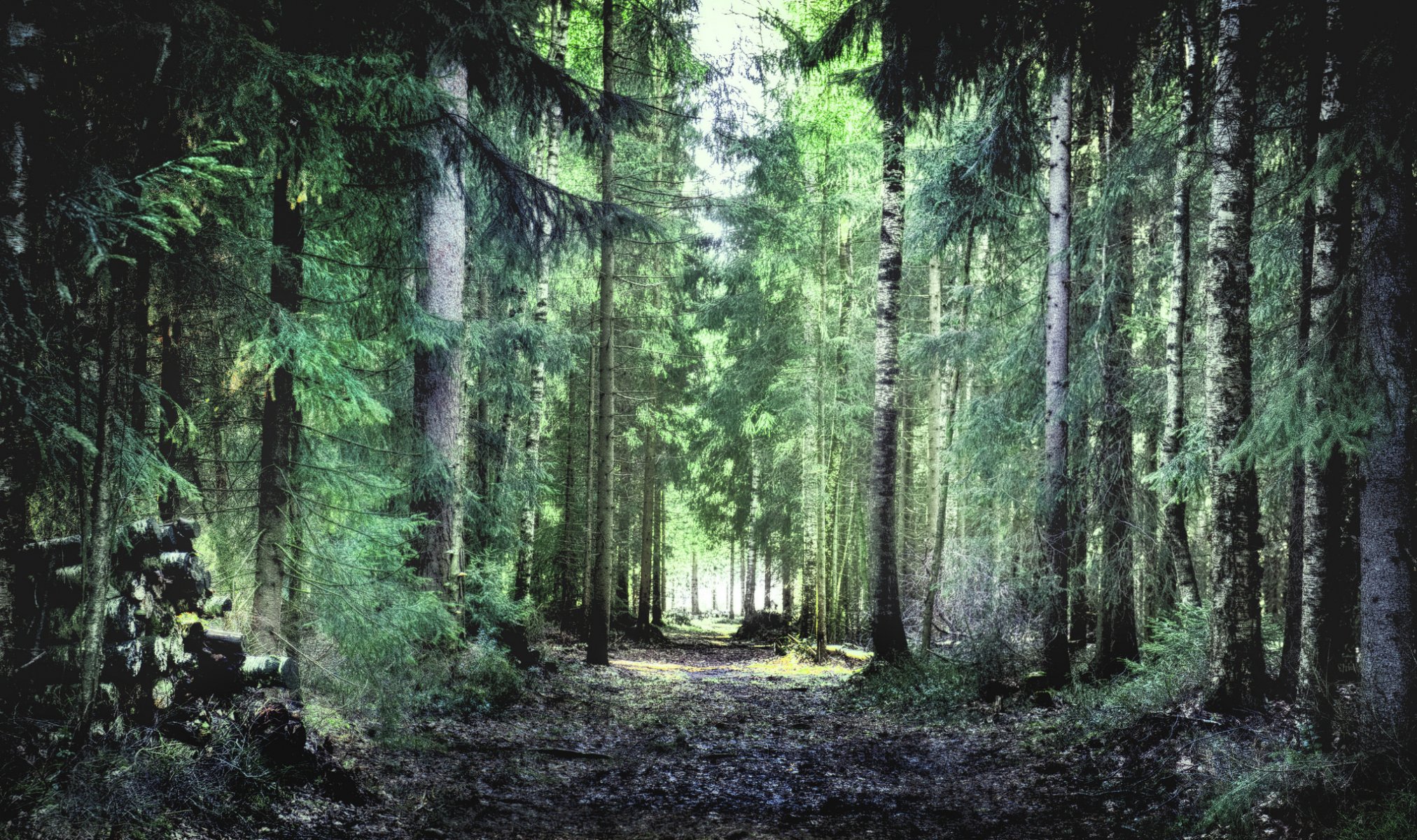 forêt arbres feuillage herbe été