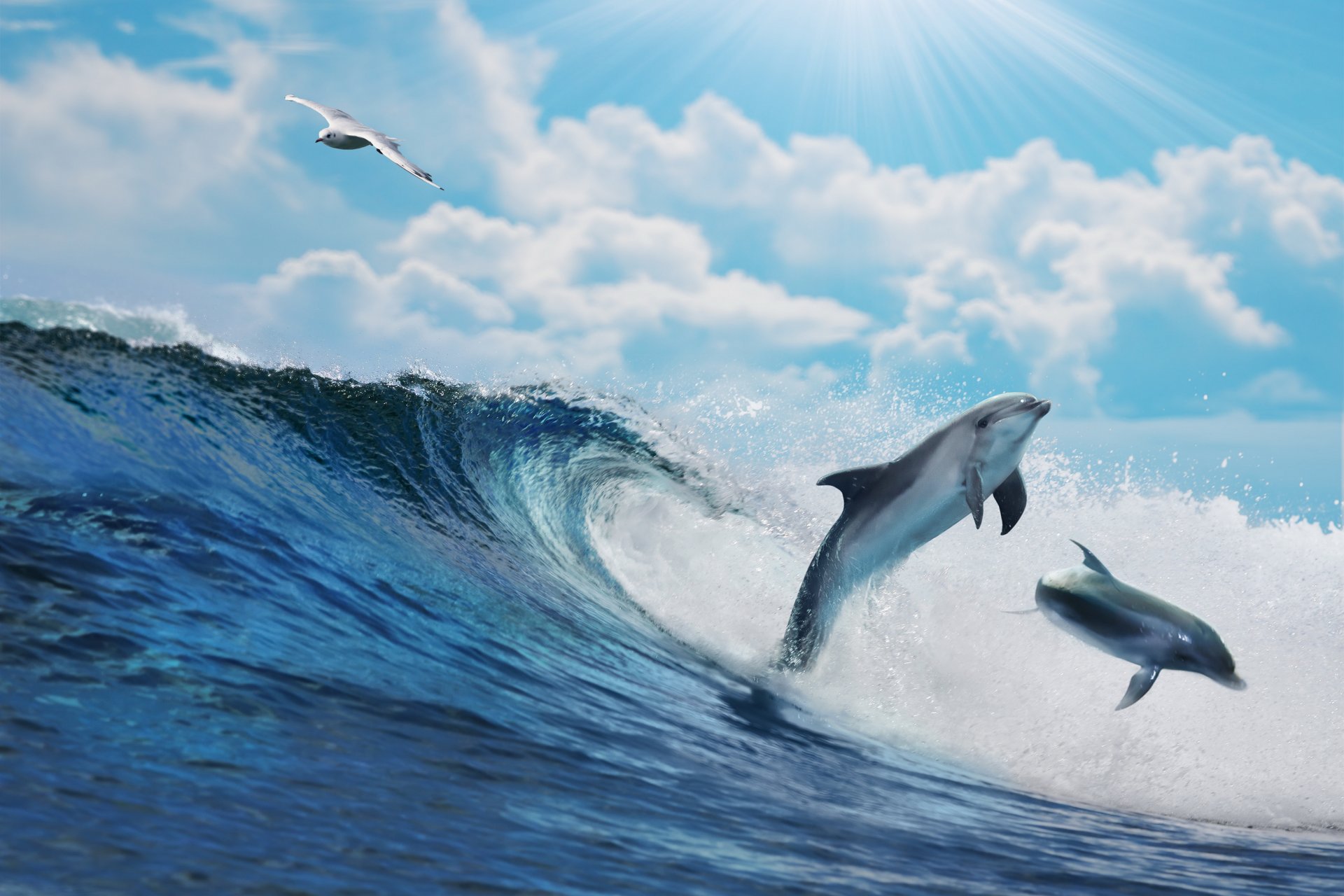 ocean wave blue sea sky splash dolphins water