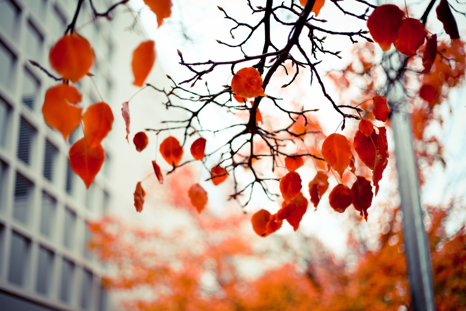 foglie rosso autunno rami