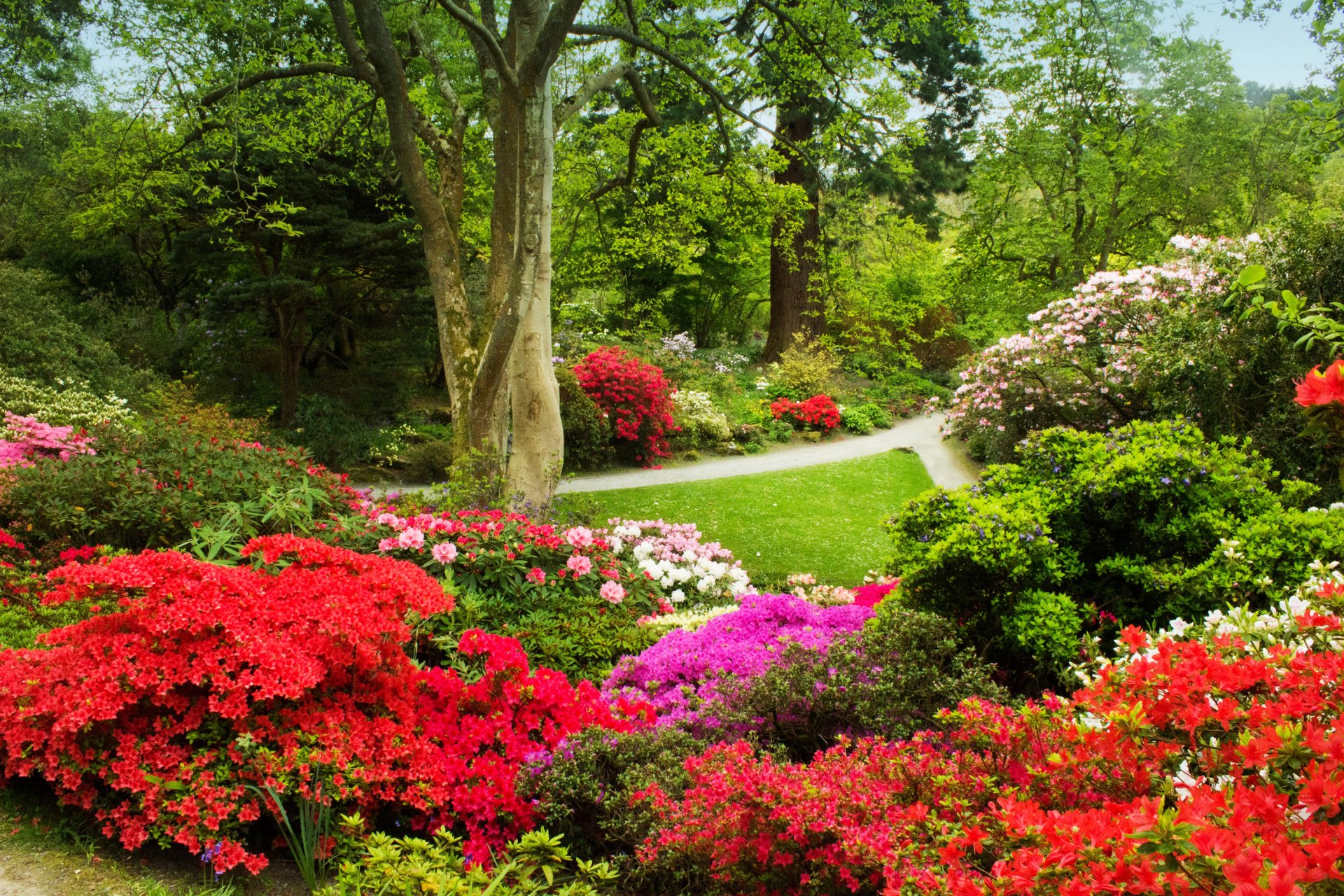 großbritannien bodnant gardens wales garten bäume sträucher gras grüns gehwege blumen bunt azalee