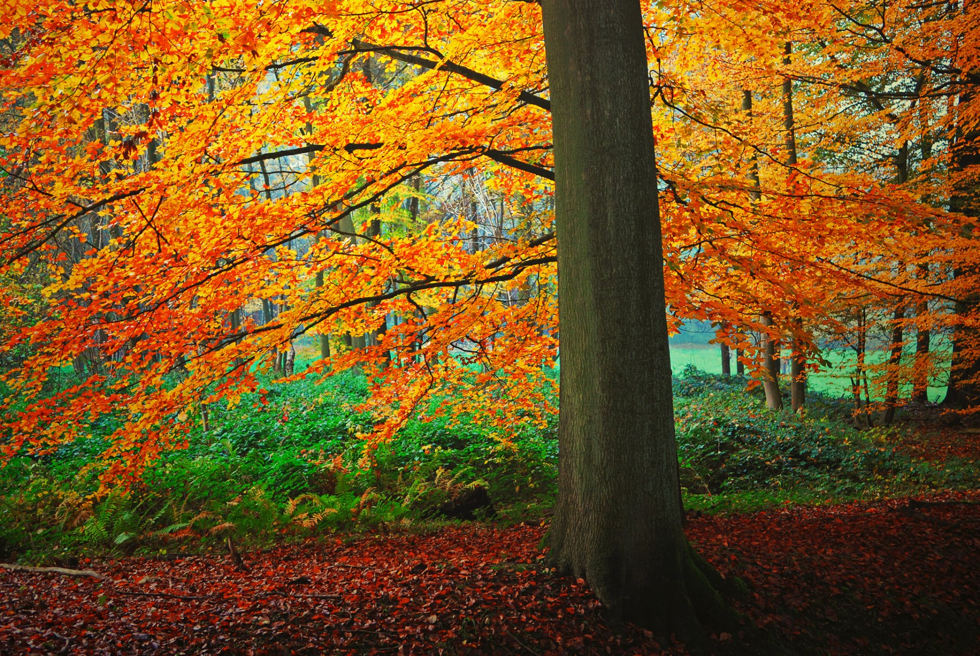 bosque árbol arbustos hojas otoño