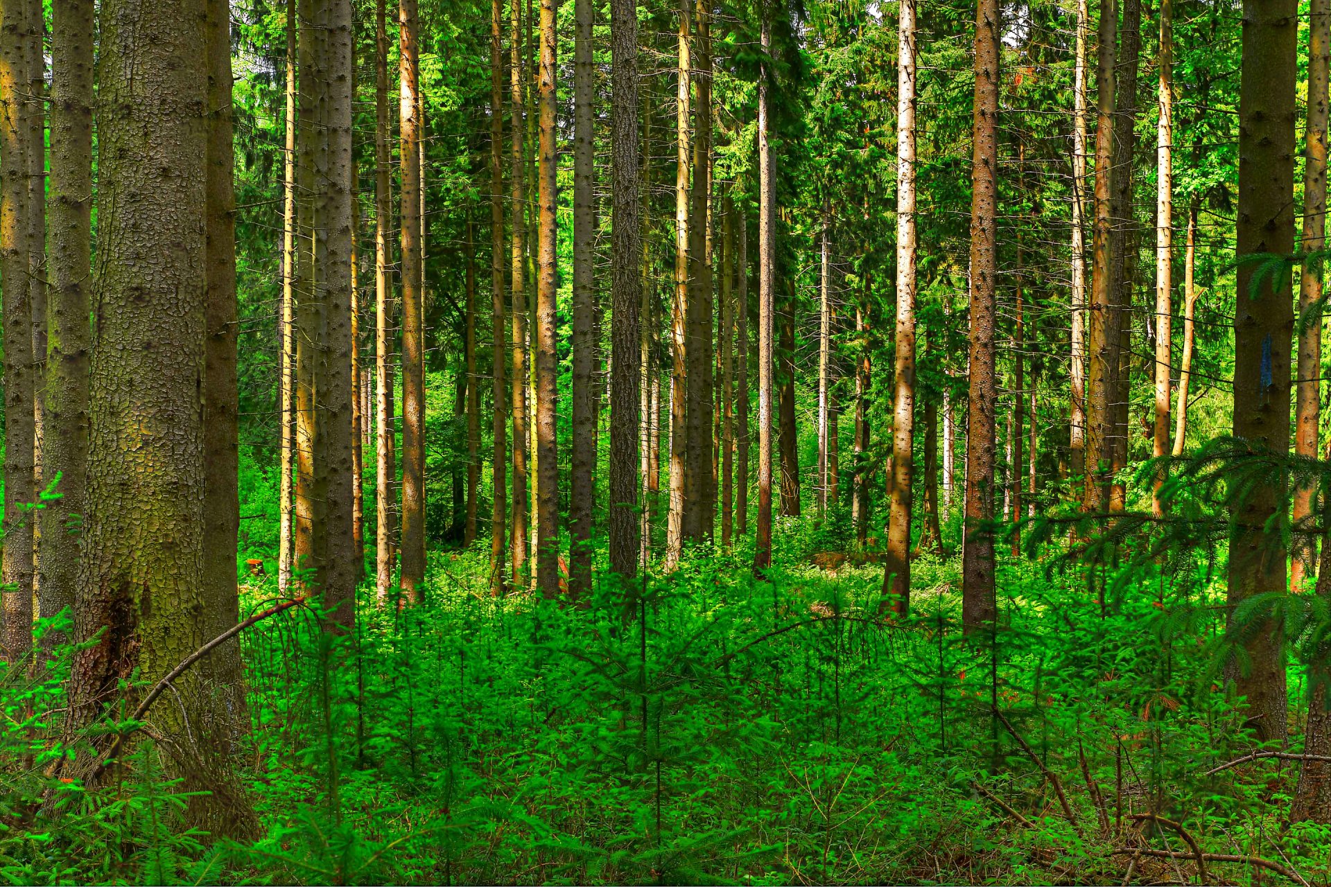 wald bäume büsche kiefer stamm